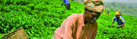 plantacja herbaty Rwanda