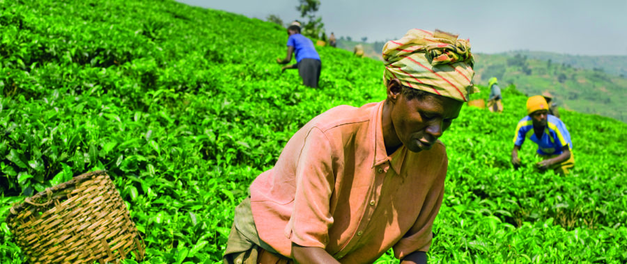 plantacja herbaty Rwanda