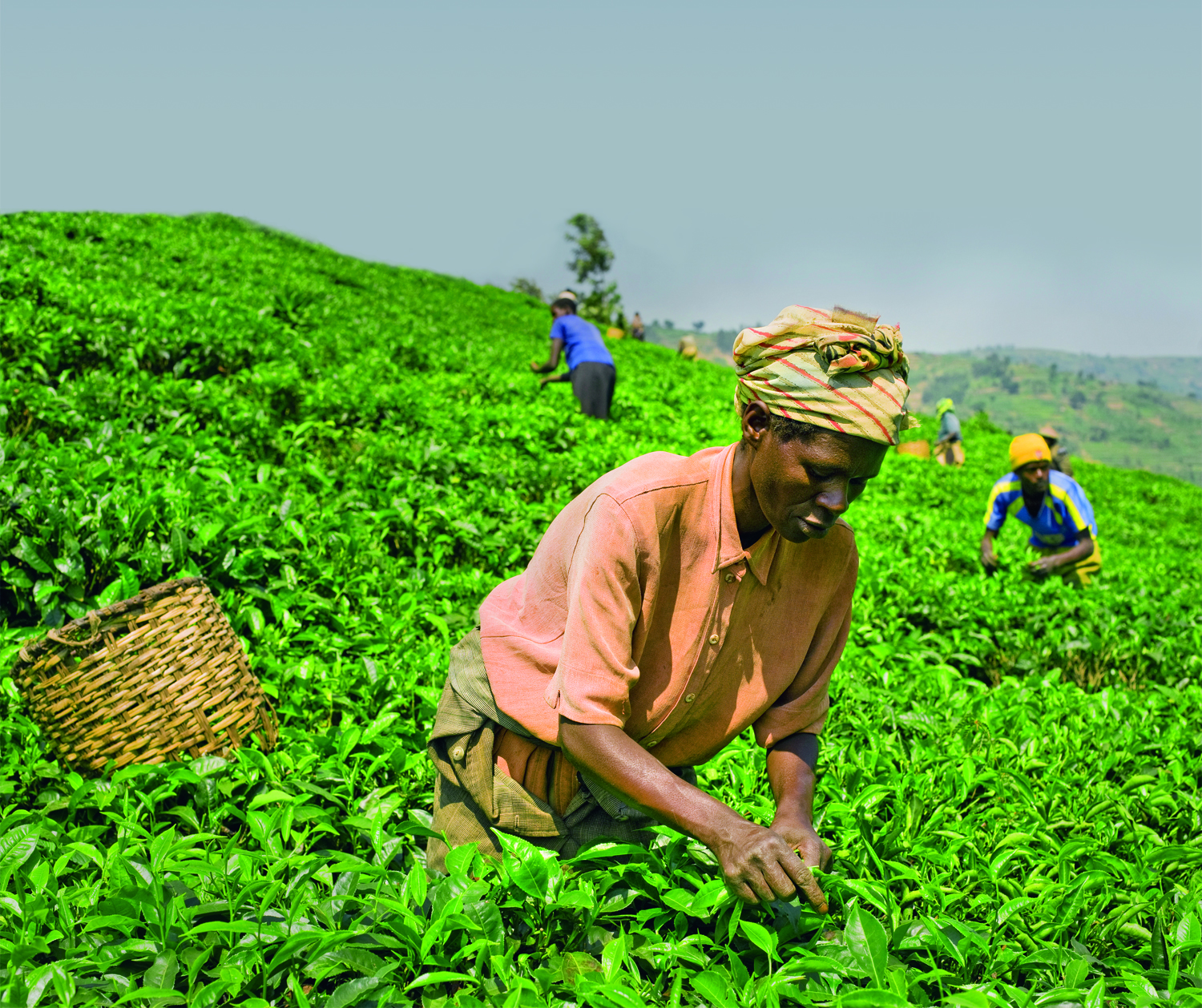 plantacja herbaty Rwanda