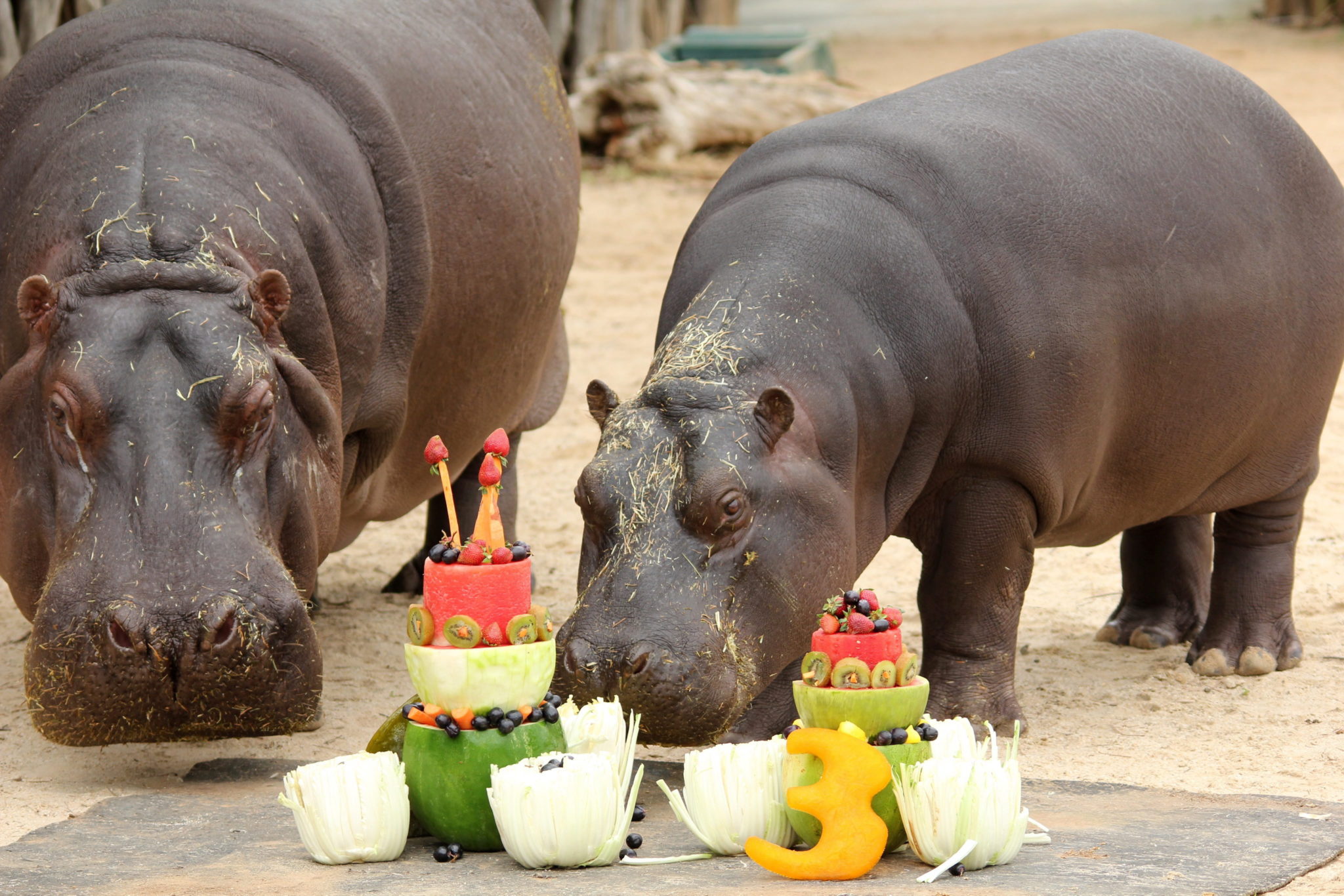 Australia: hipopotamy w  Werribee Open Range Zoo (foto. PAP/EPA/WERRIBEE OPEN RANGE ZOO)