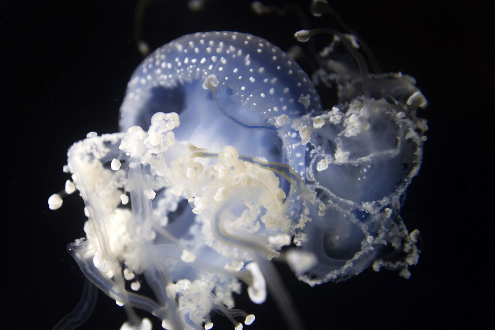 Szwajcaria: meduza w bazylejskim zoo (foto. PAP/EPA/GEORGIOS KEFALAS)