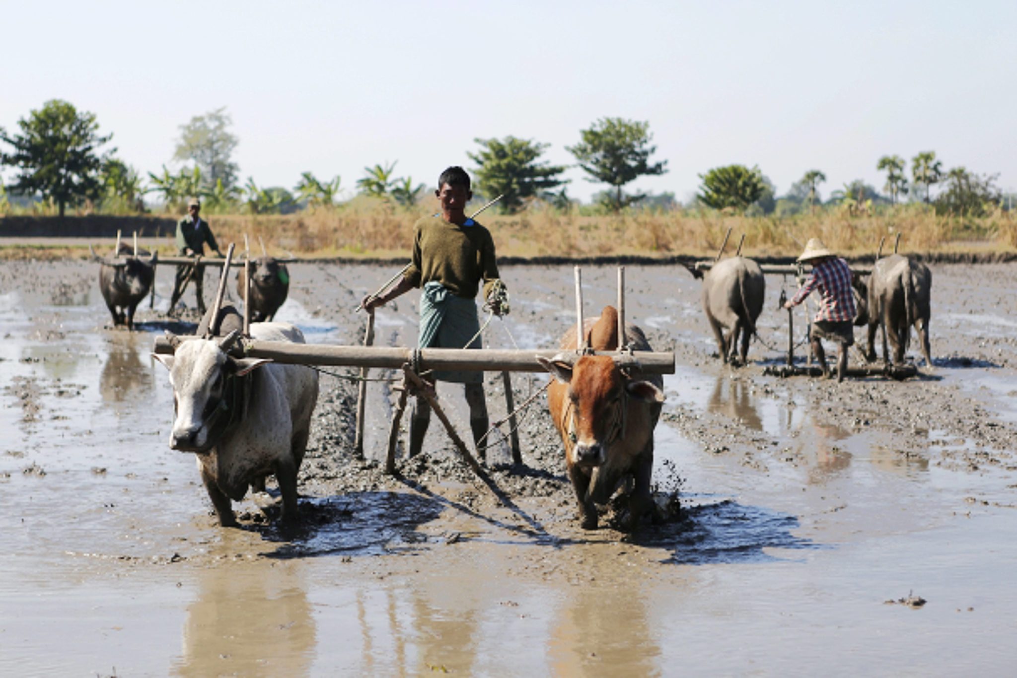 epa05721114 Farmers plough the land with bulls in Naypyitaw, Myanmar, 16 January 2017.  EPA/HEIN HTET 
Dostawca: PAP/EPA.