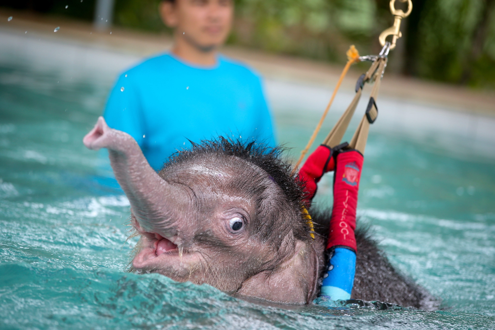 Tajlandia. Sześciomiesięczny słoń podczas rehabilitacji choreg nogi.
fot. EPA/DIEGO AZUBEL