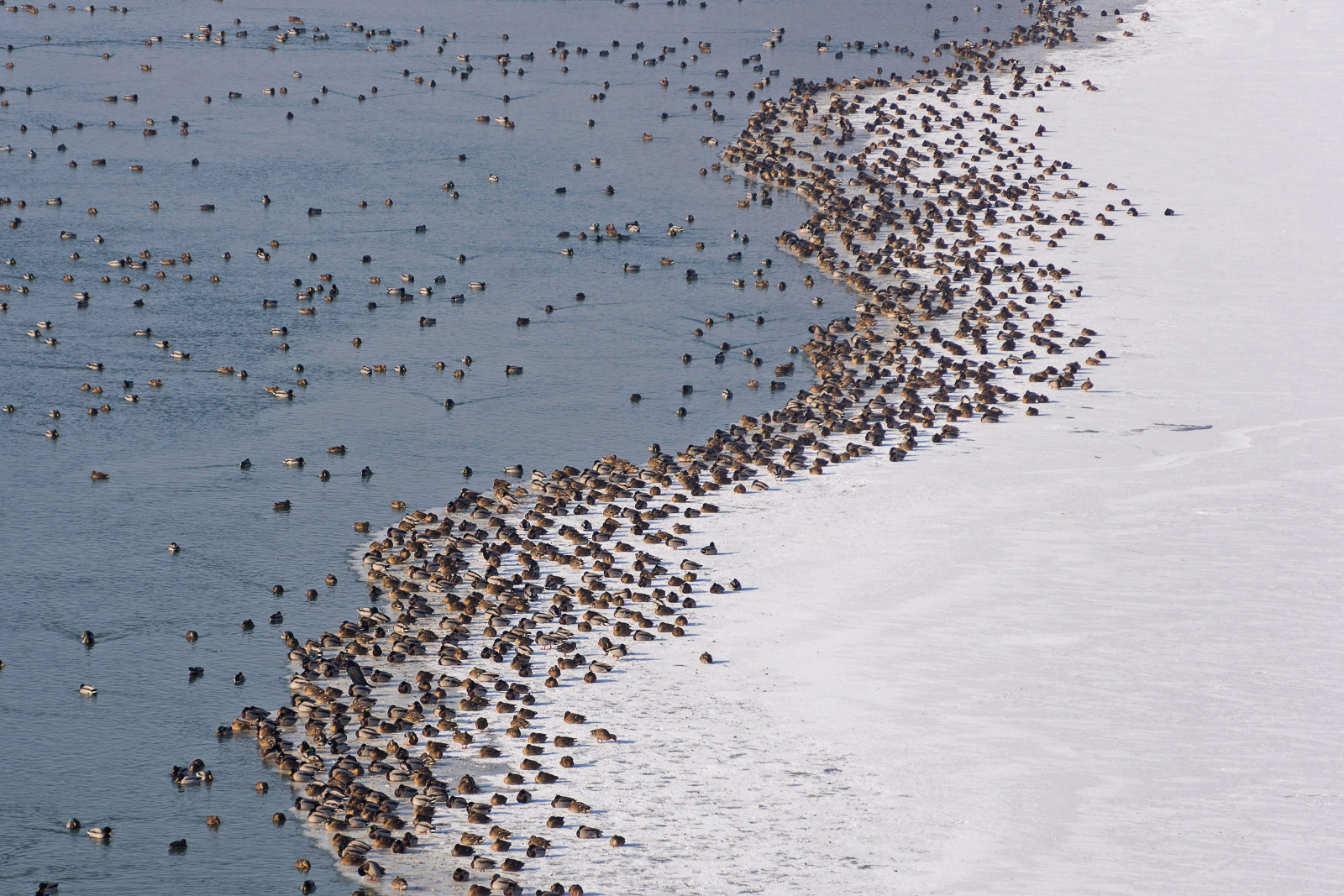 Dzikie kaczki odpoczywają na zamarzniętej z powodu ekstremalnie niskich temperatur rzece, Węgry.