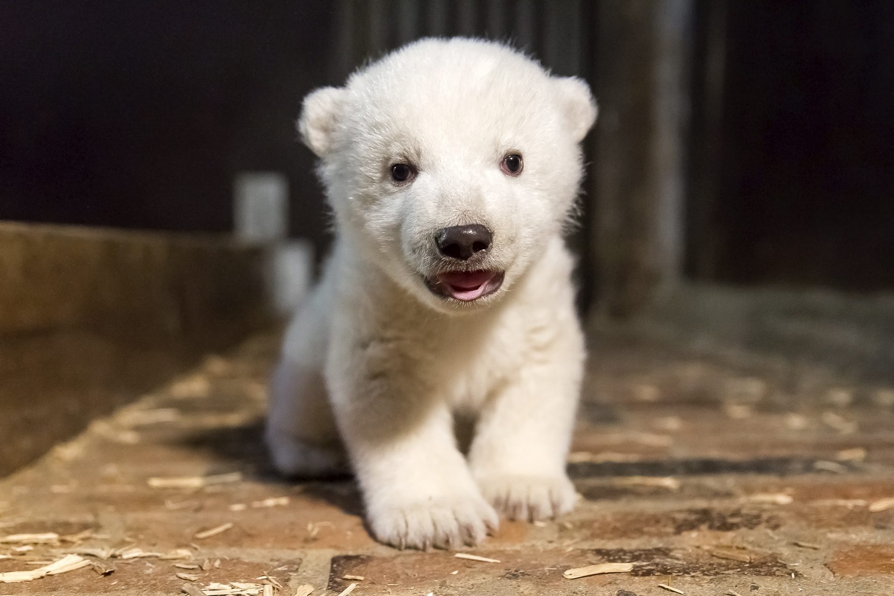 Niemcy: nowy mieszkaniec berlińskiego zoo - niedźwiedź polarny o imieniu Fritz (foto. PAP/EPA/TIERPARK BERLIN)