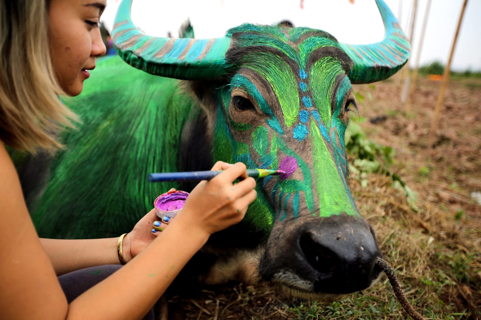 Festiwal malowania byków w Wietnamie. Fot. PAP/EPA/LUONG THAI LINH