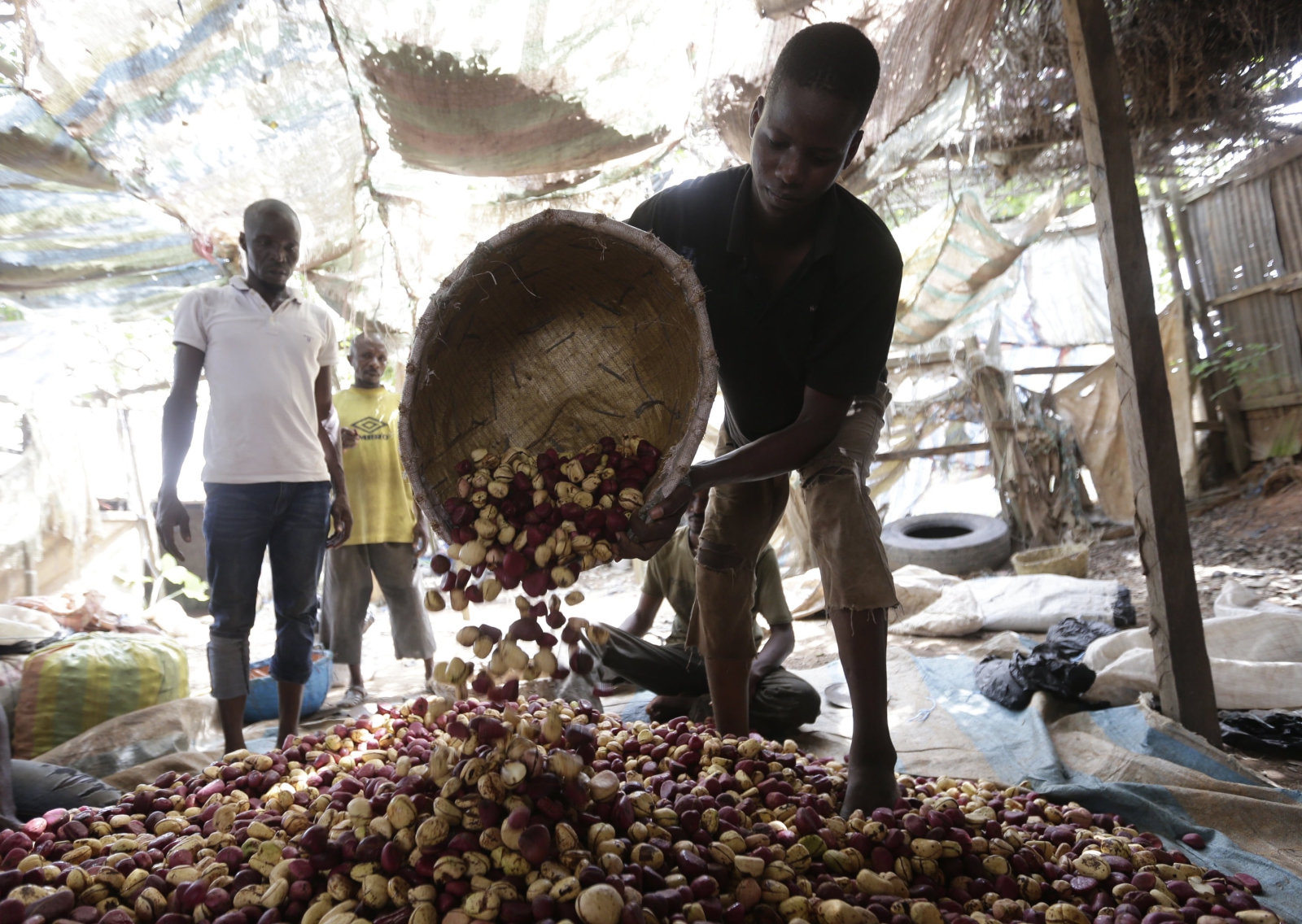 Robotnicy sortują orzechy Koli, Wybrzeże Kości Słoniowej.