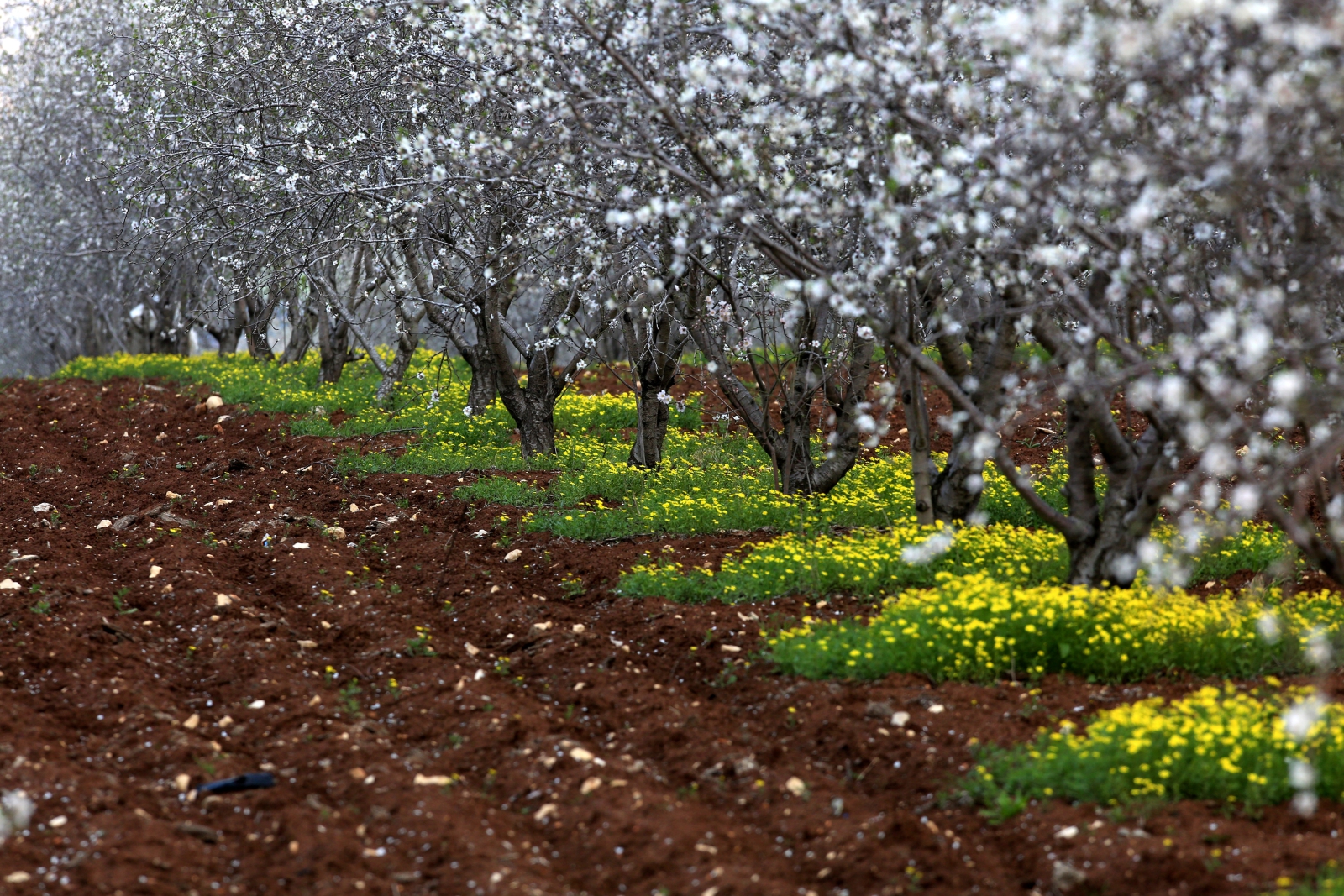 Kwitnące drzewa migdałowe stoją na polu w pobliżu miasta Nablus.