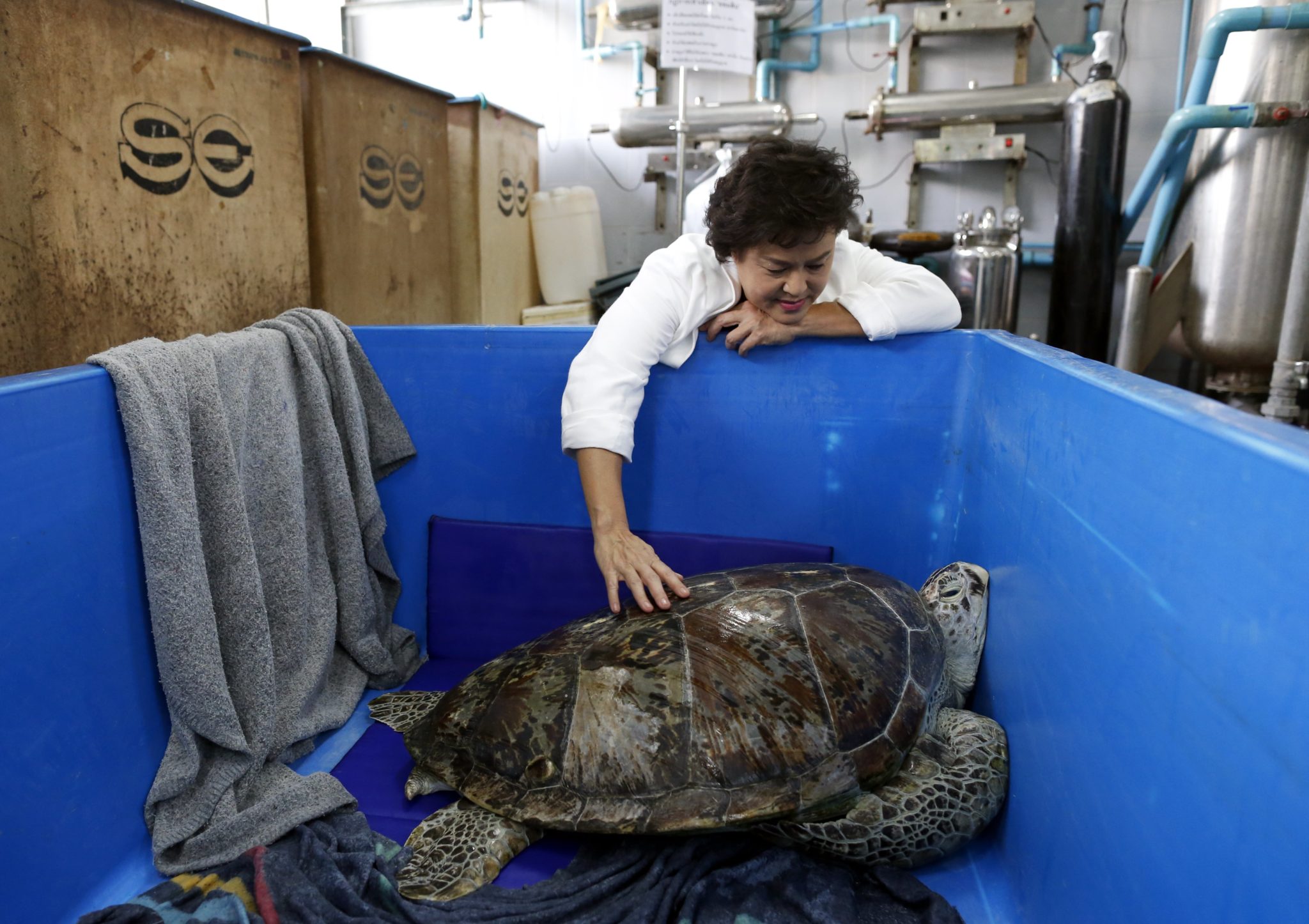 Tajlandia: żółw morski, którego masa przekracza 900 kg. (foto. PAP/EPA/CHRISTOPHER JUE )