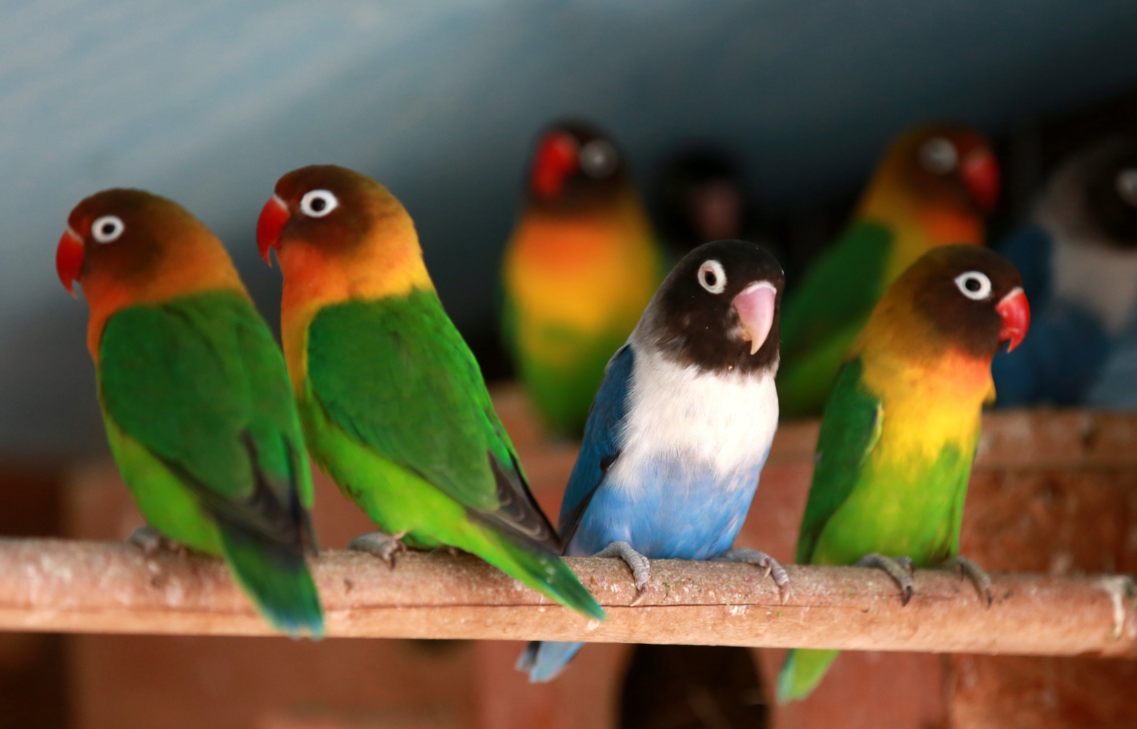 Papużki nierozłączki w ptasich ogrodach w Palestynie.
