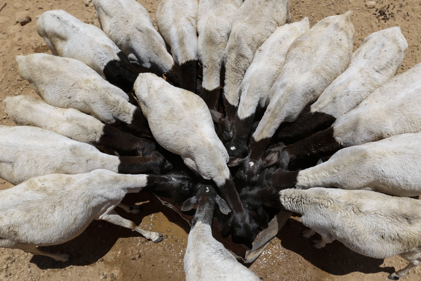 Owce zgromadzone przy wodopoju, Puntland, Somalia.