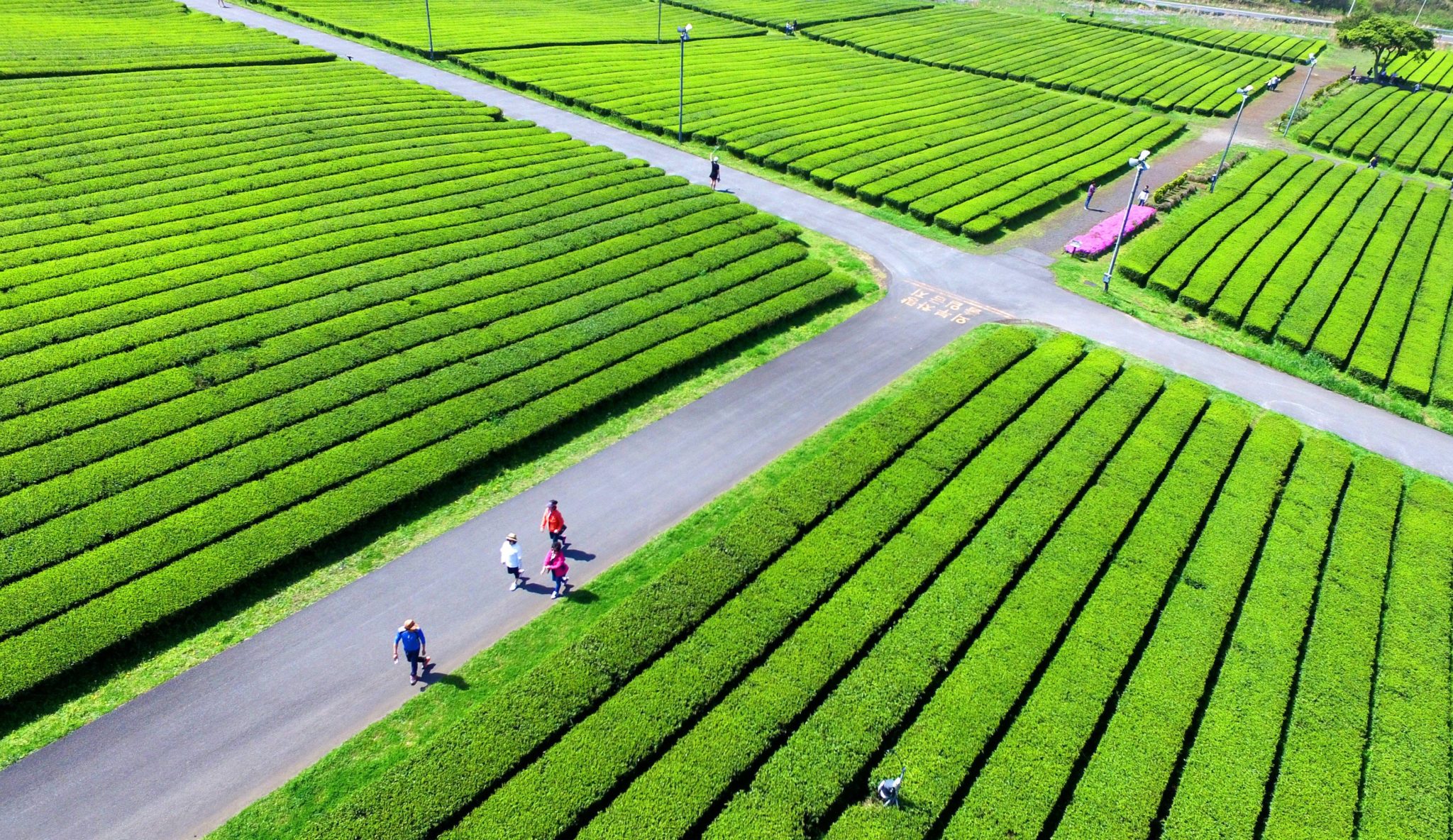 Korea Południowa: herbaciane pola w Jeju (foto. PAP/EPA/YONHAP)