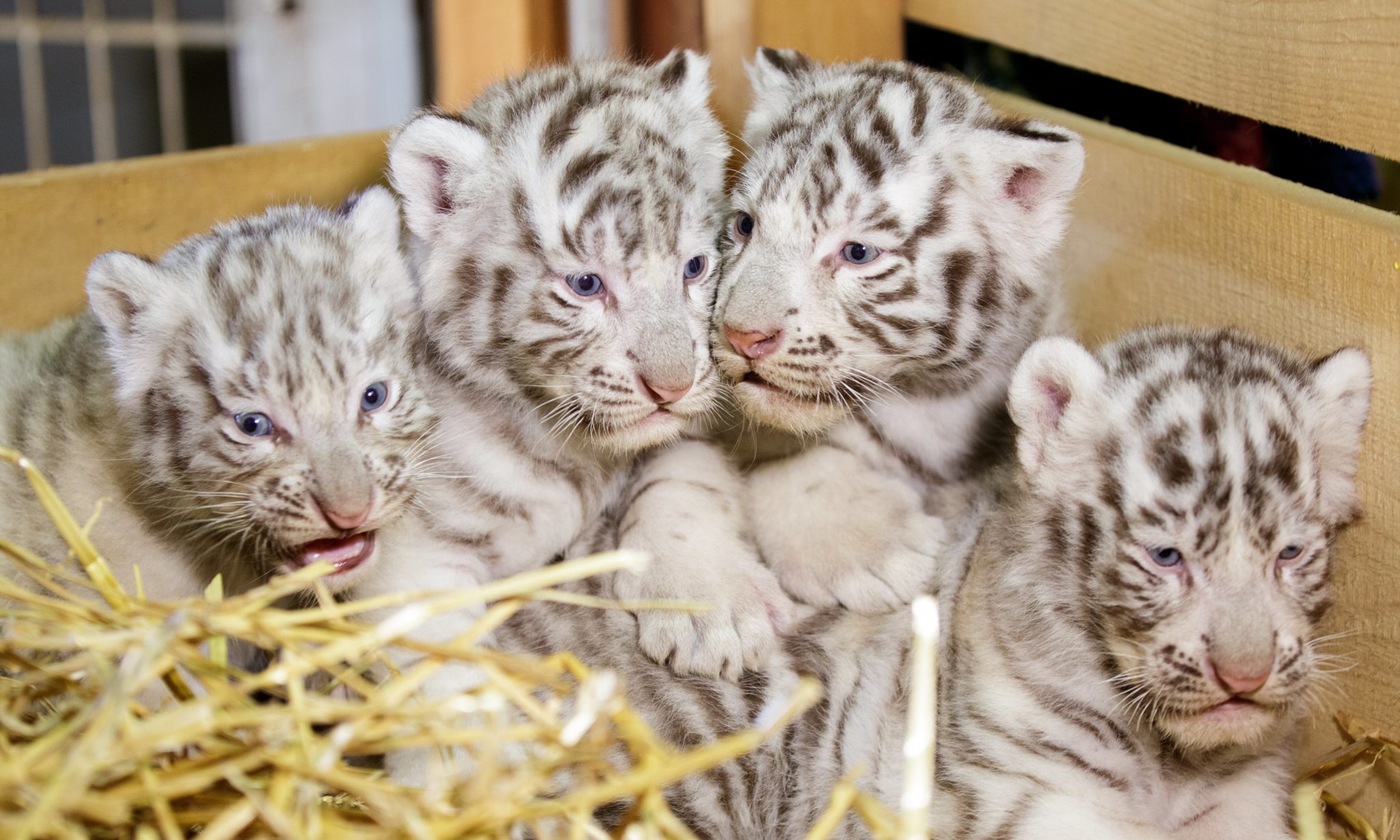 Austria: pierwsza prezentacja tygrysów bengalskich w zoo w Kernhof (foto. PAP/EPA/LISI NIESNER)