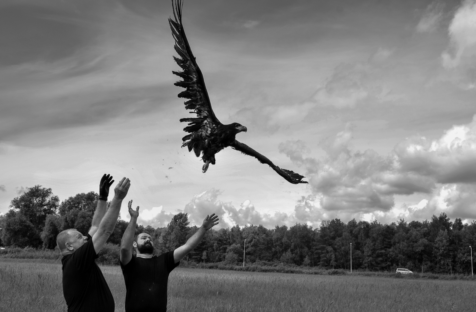 Zdjęcie wykonane 01.08.2016 r., przedstawiające wypuszczanie na wolność bielika, uratowanego przez fotografa przyrody Krzysztofa Chomicza.
