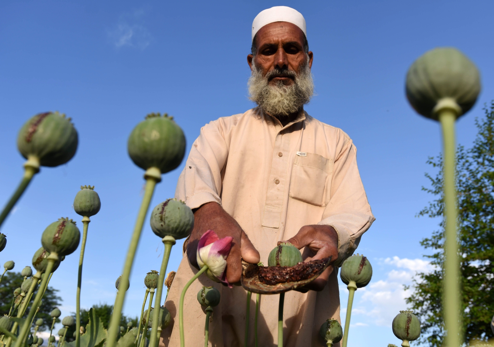 Zbiór opium w Afganistanie.
Fot. PAP/EPA/GHULAMULLAH HABIBI