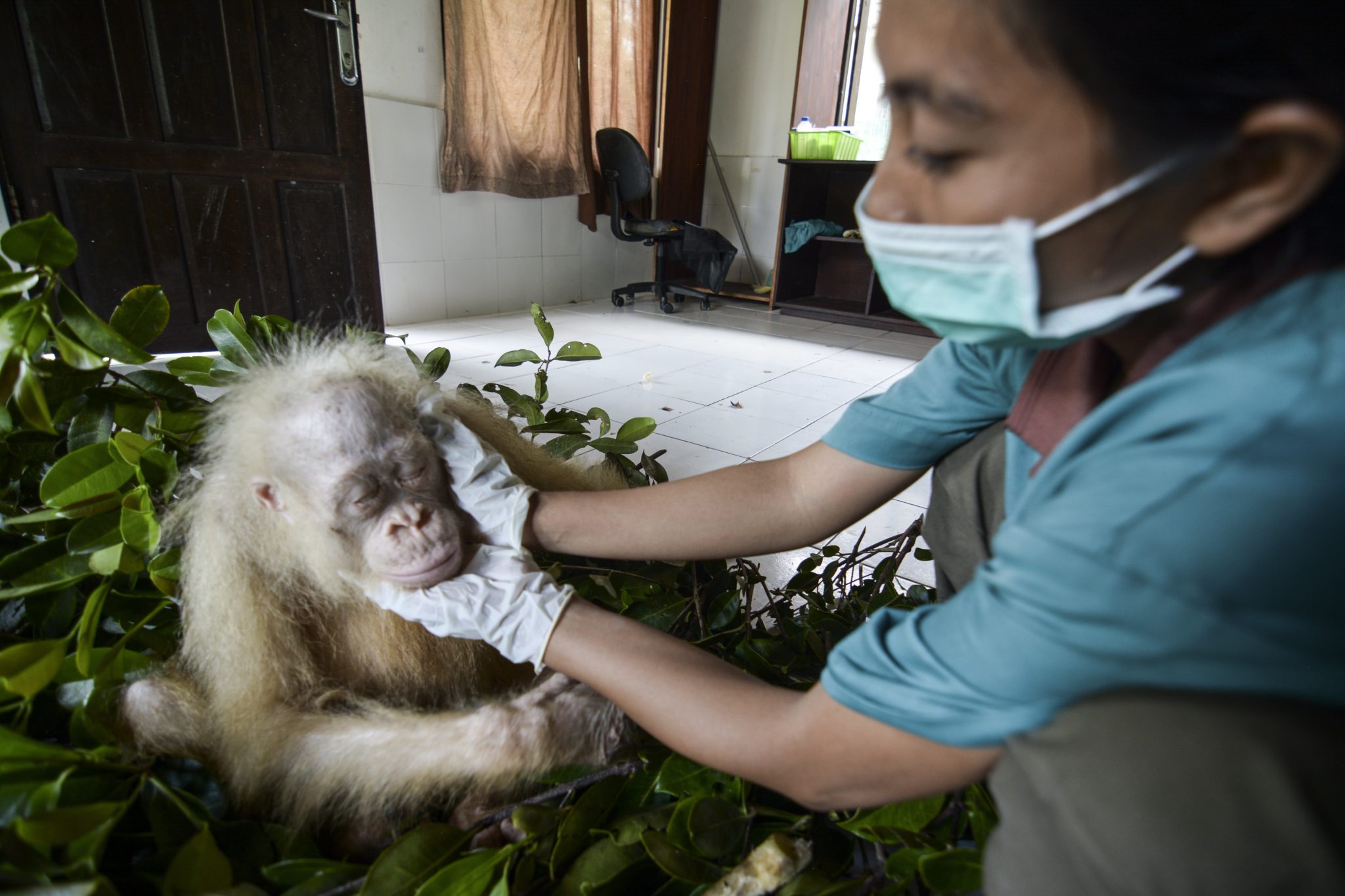 Indonezja: orangutan albinos w zoo Nyaru (foto. PaP/EPA/INDRAYANA / BOSF)