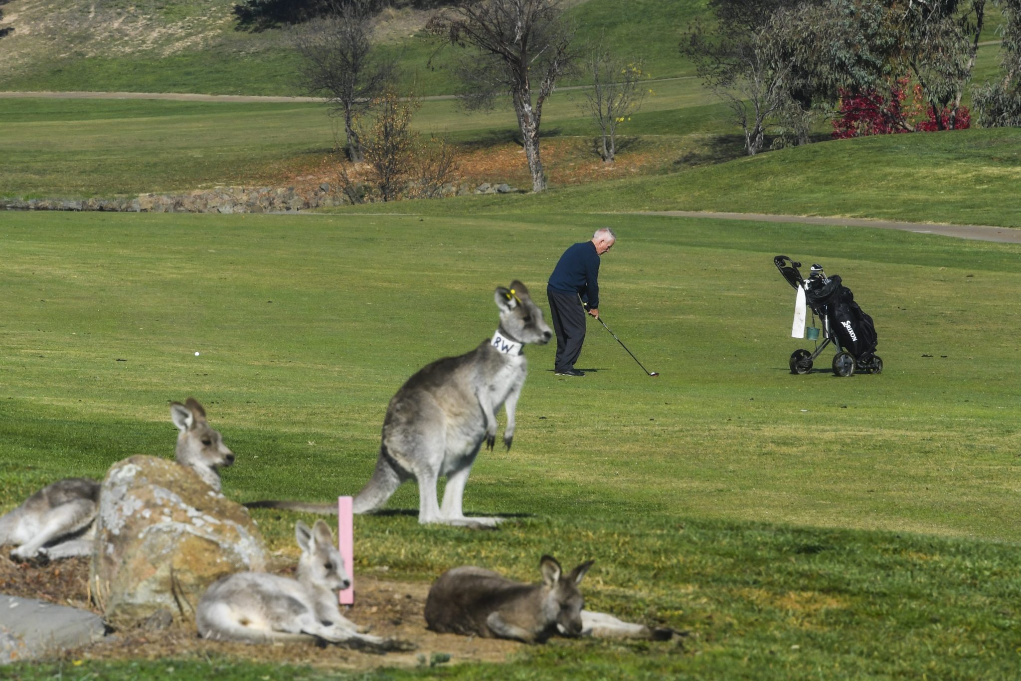 Australia: kangury w klubie golfowym Gold Creek Golf Club w Sydney (foto. PAP/EPA/LUKAS COCH)