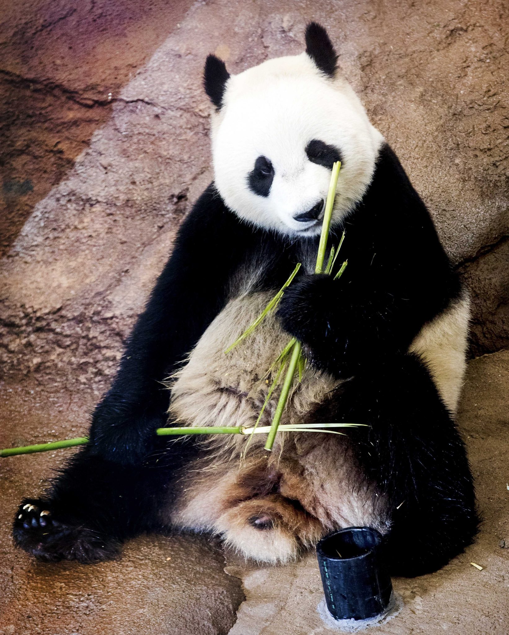 Holandia: panda w zoo w Rhenen (foto. PAP/EPA/KOEN VAN WEEL)