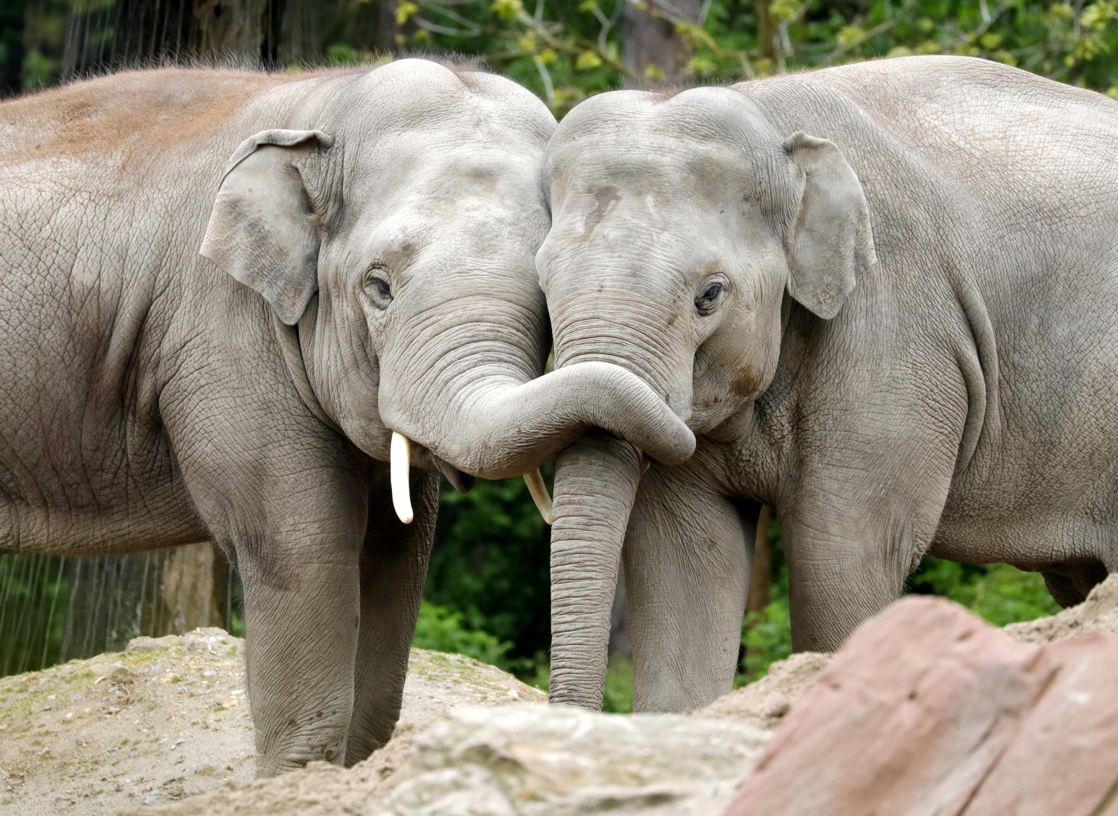 Dwa młode słonie grają ze sobą w Zoo w Heidelbergu w Niemczech. Słoń azjatycki (Elephas maximus) jest drugim największym zwierzęciem lądowymi na planecie. 
Fot. PAP/EPA/RONALD WITTEK