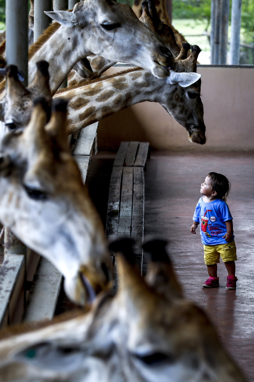 Tajlandia. Karmienie żyraf. fot. EPA/DIEGO AZUBEL
