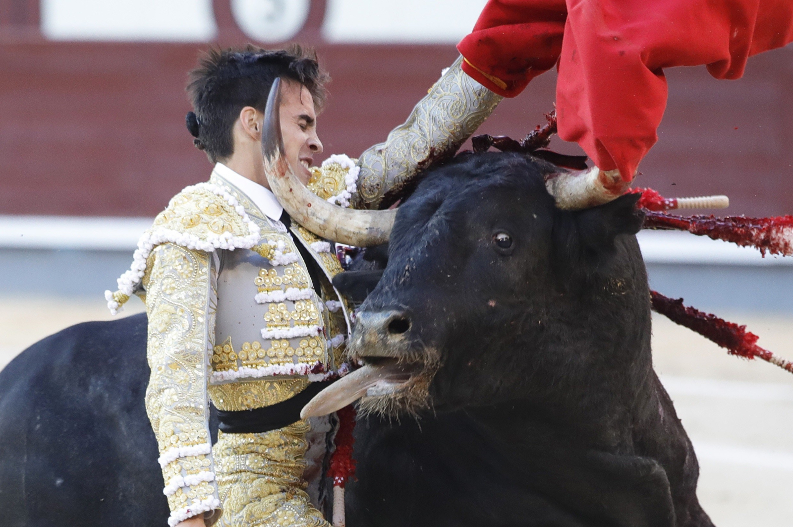 Hiszpański torreador Gonzalo Caballero w trakcie walki ze swoim pierwszym bykiem, Madryt, Hiszpania.