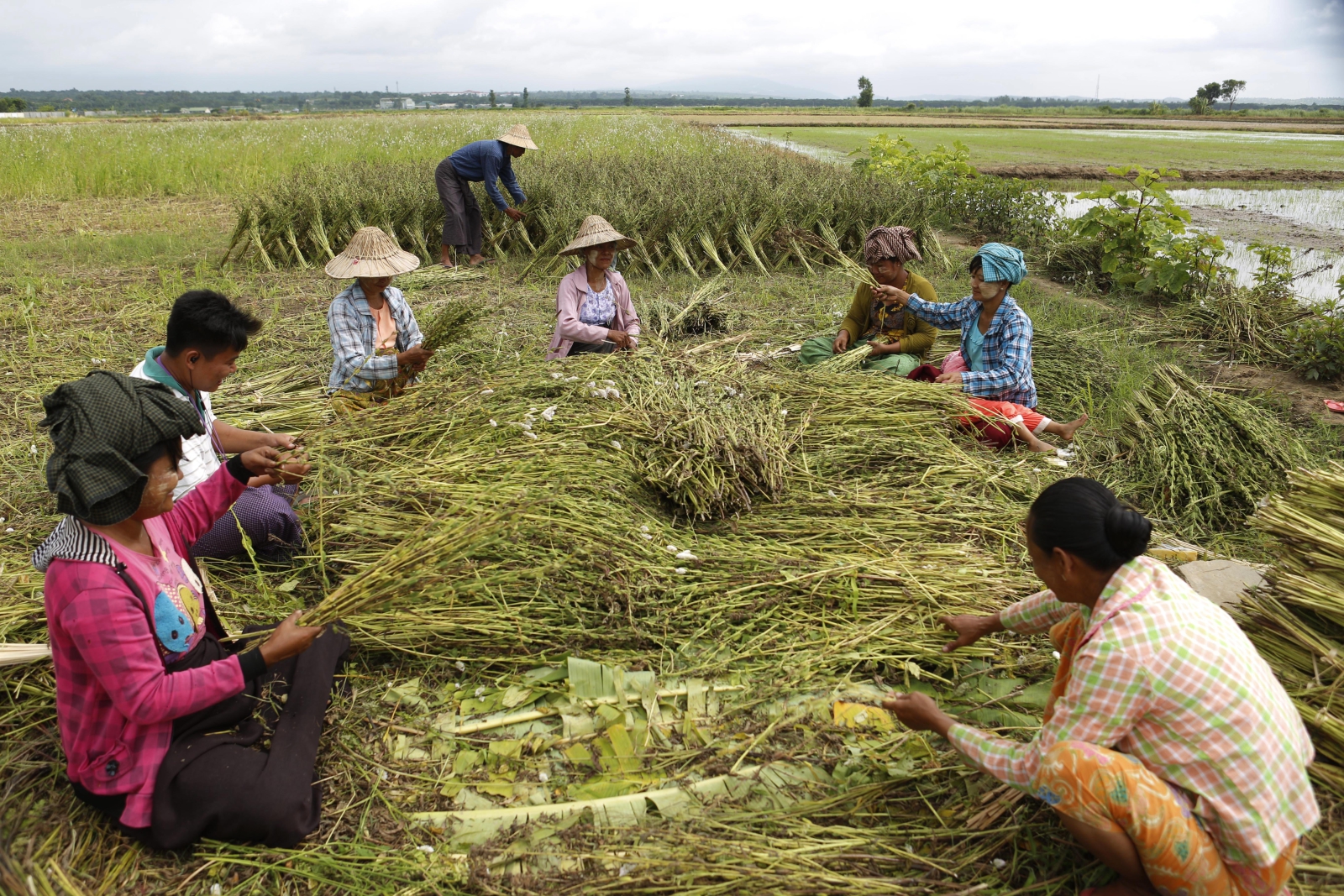 Zbieranie sezamu w Birmie.  Fot.  EPA/HEIN HTET 
Dostawca: PAP/EPA.