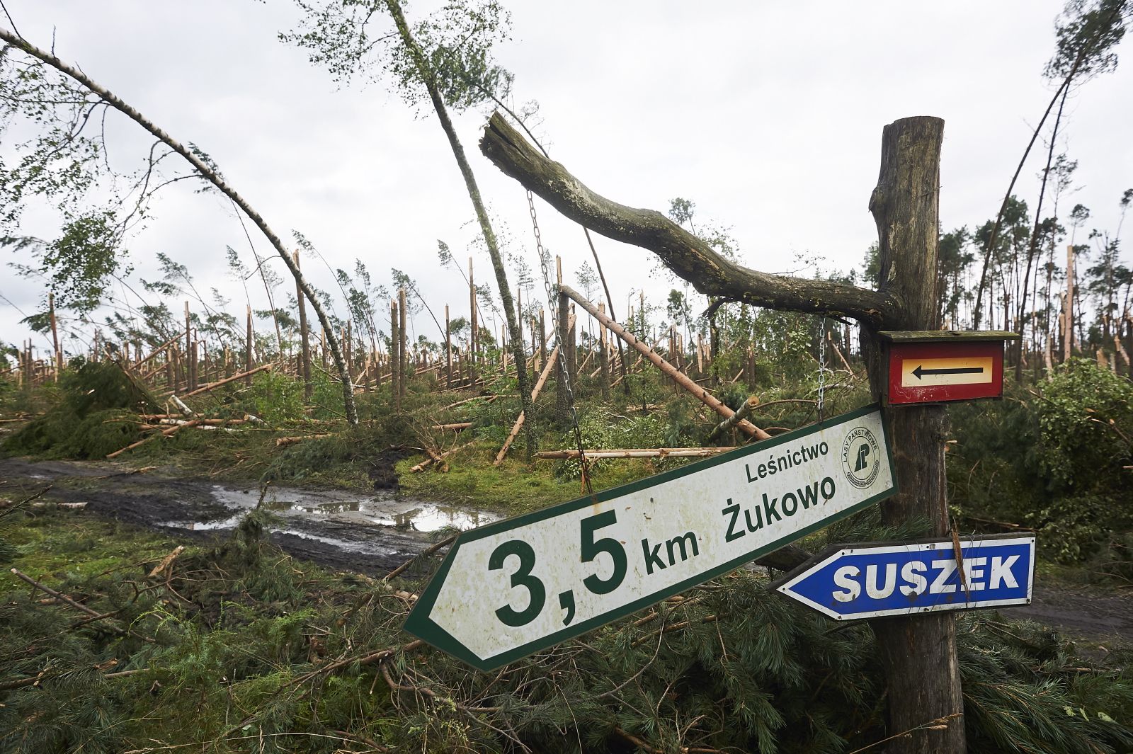 Suszek, widok na złamane drzewa w miejscu tragedii na obozie harcerskim