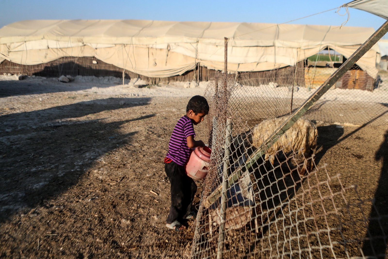 Chłopiec dający wodę owcom, w al-Ghouta, Syria