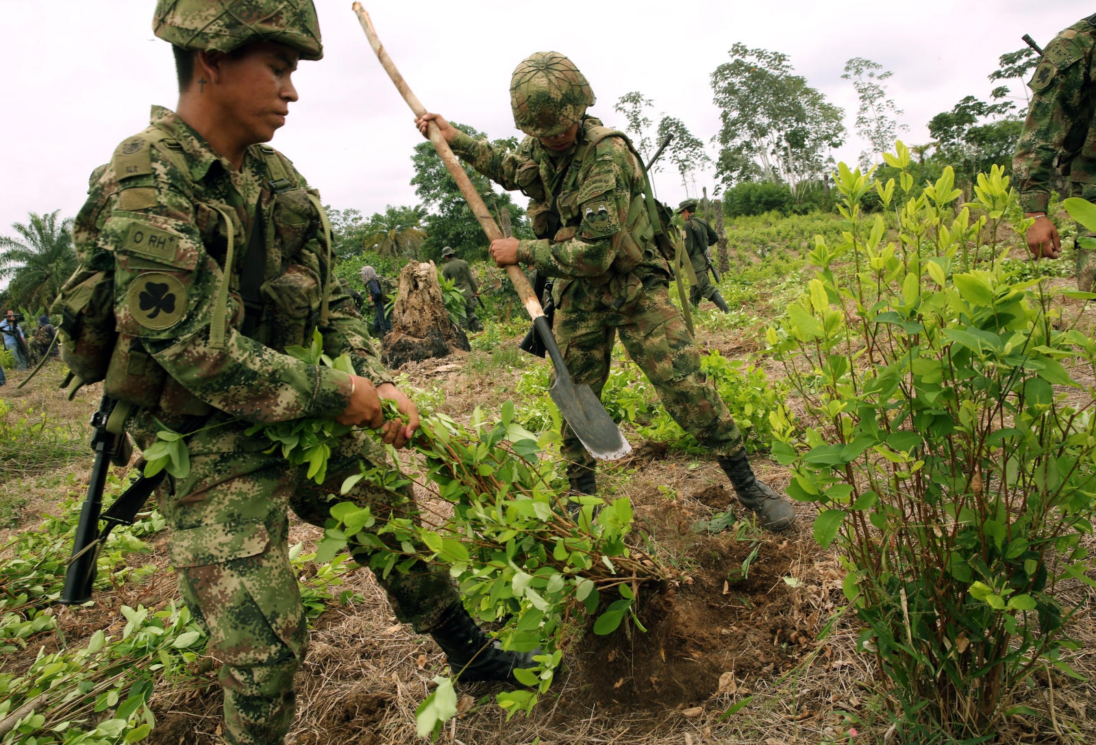 Kolumbijscy żołnierze  wypleniają krzaki koki w El Miedo, Kolumbia.