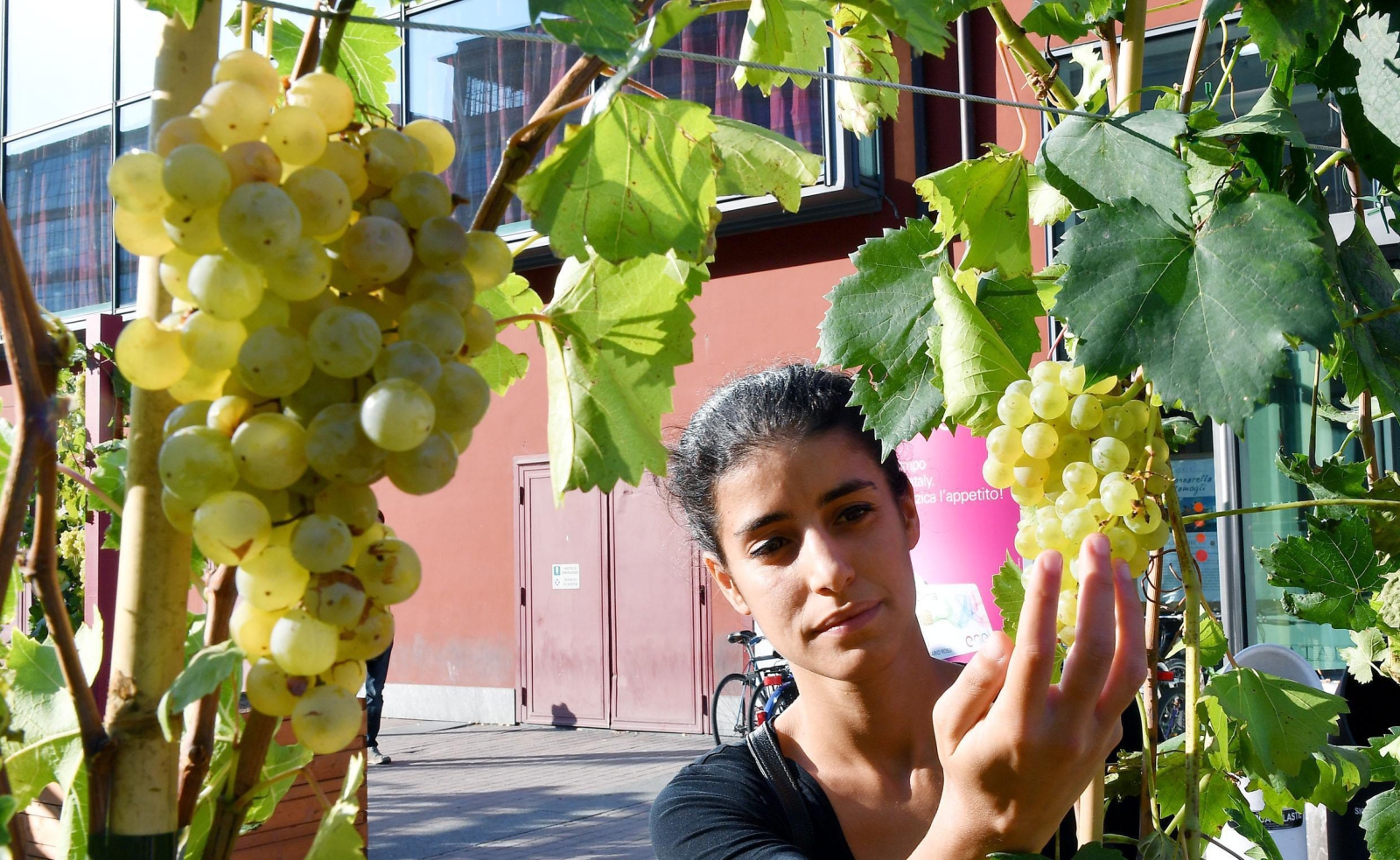Dojrzewające winogrona we Włoszech. fot. EPA/Alessandro Di Marco