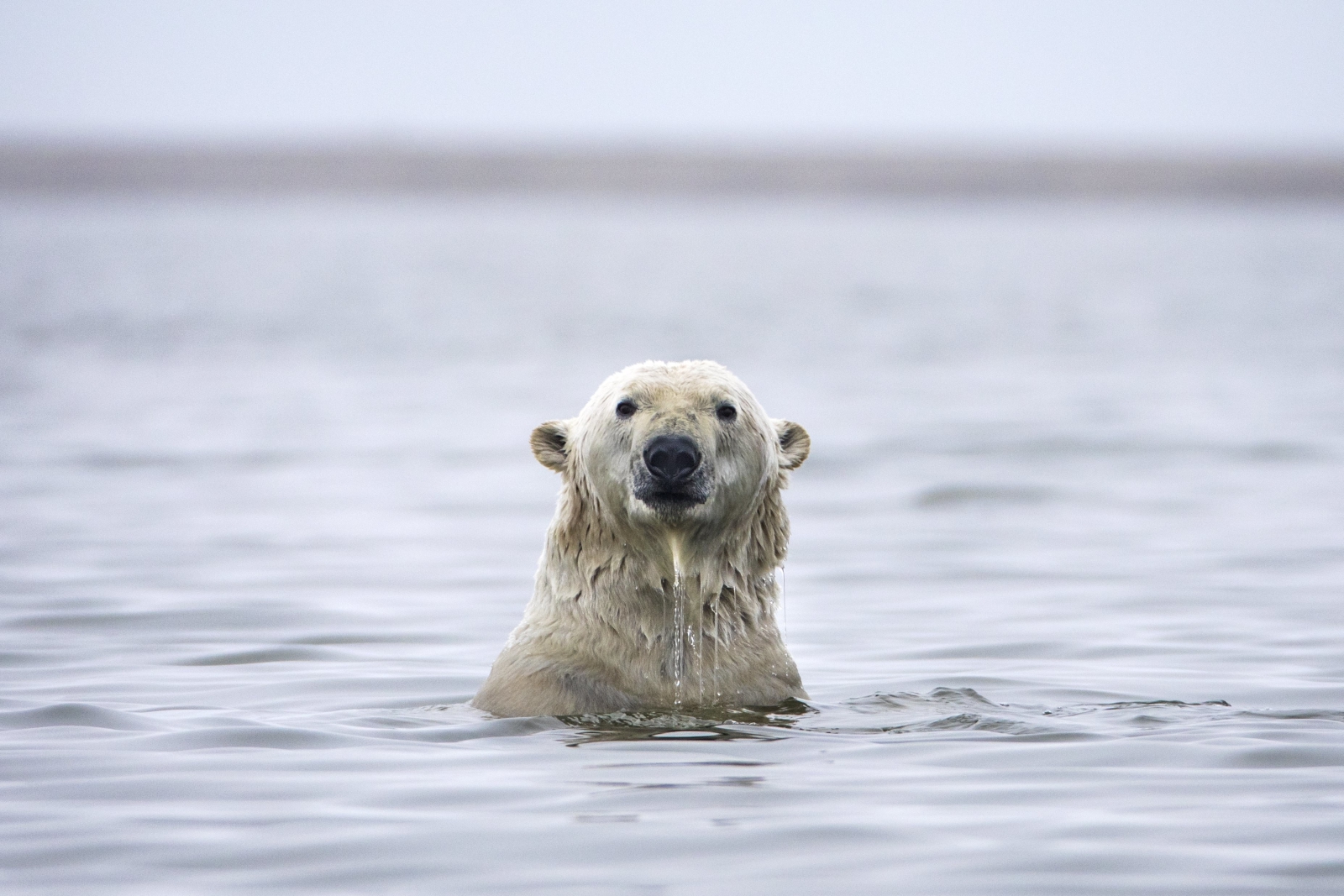 Miś polarny na Alasce, USA