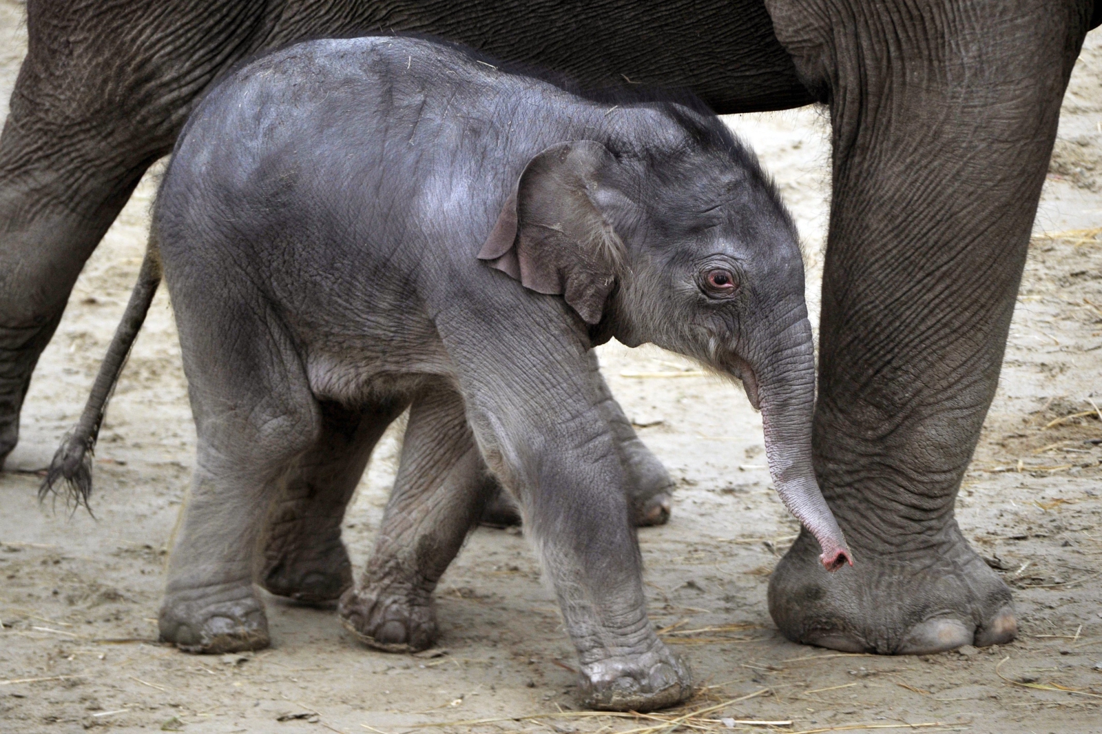 Narodziny słonia w budapesztańskim ZOO
Dostawca: PAP/EPA.