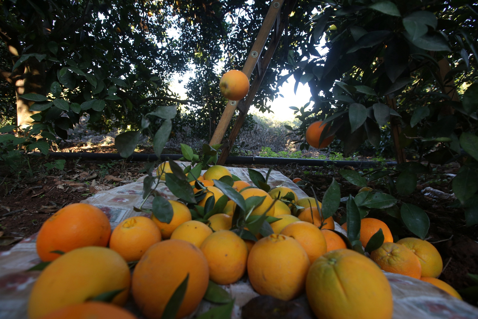 W Palestynie trwają zbiory pomarańczy EPA/ALAA BADARNEH 