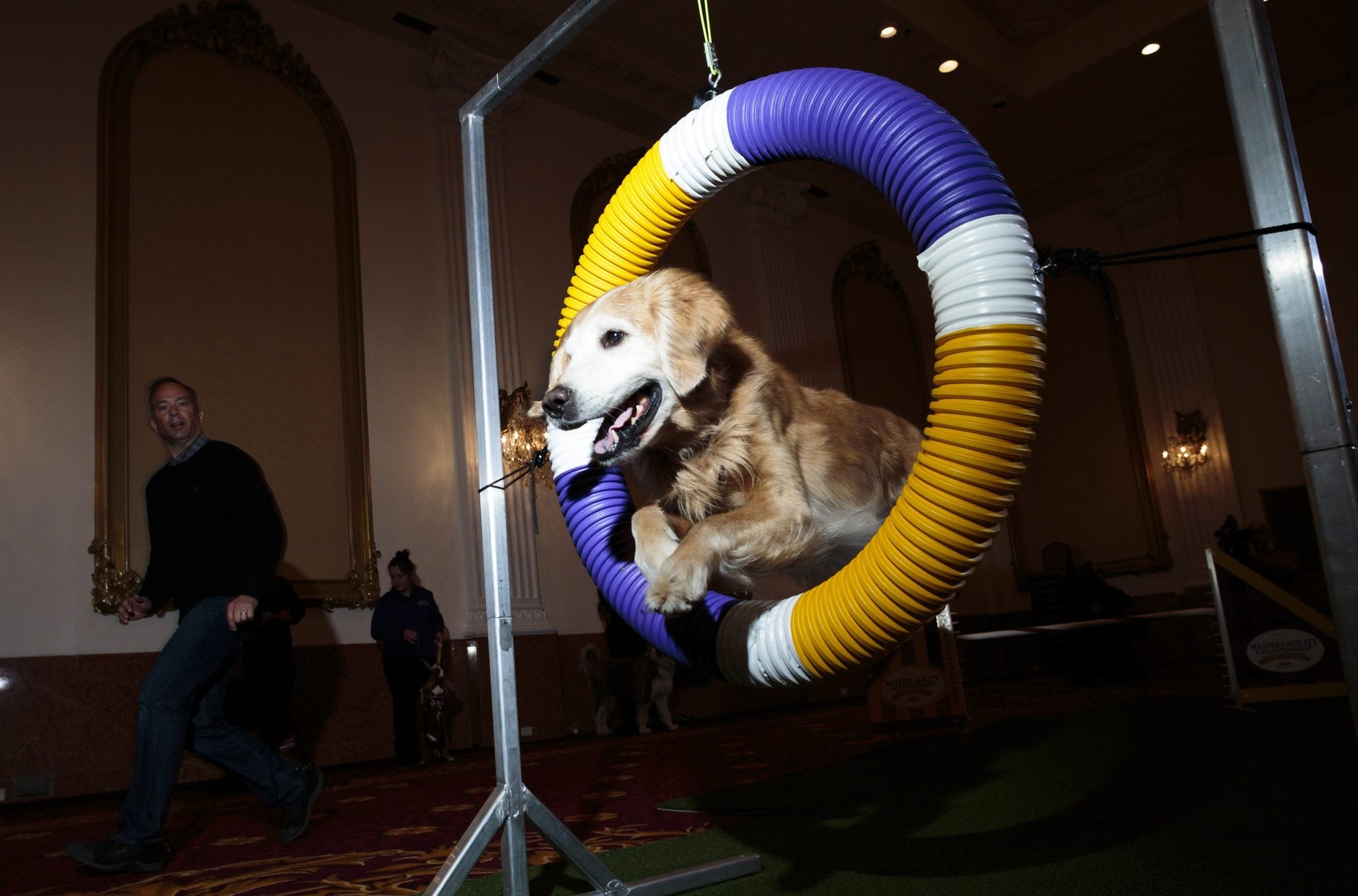 Nowy Jork: coroczna wystawa psów Kenmin Westminster, jej 142. edycja, fot: Justin Lane, PAP/EPA 