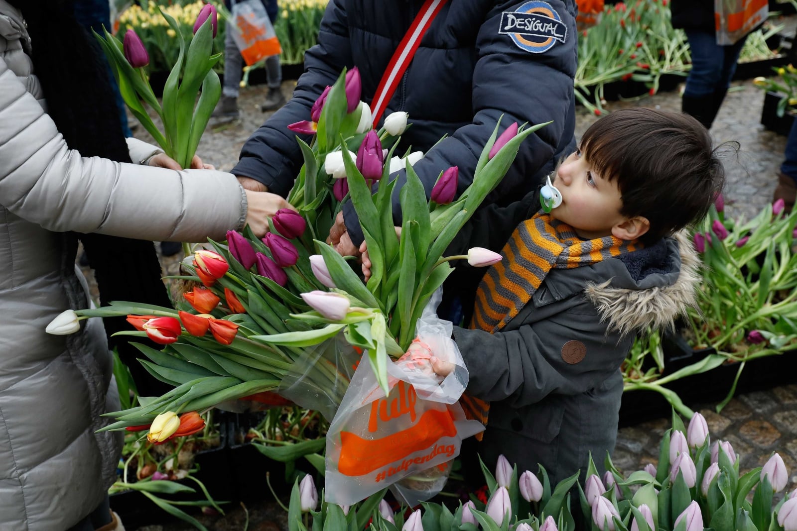 Narodowy Dzień Tulipana w Holandii  EPA/BAS CZERWINSKI 