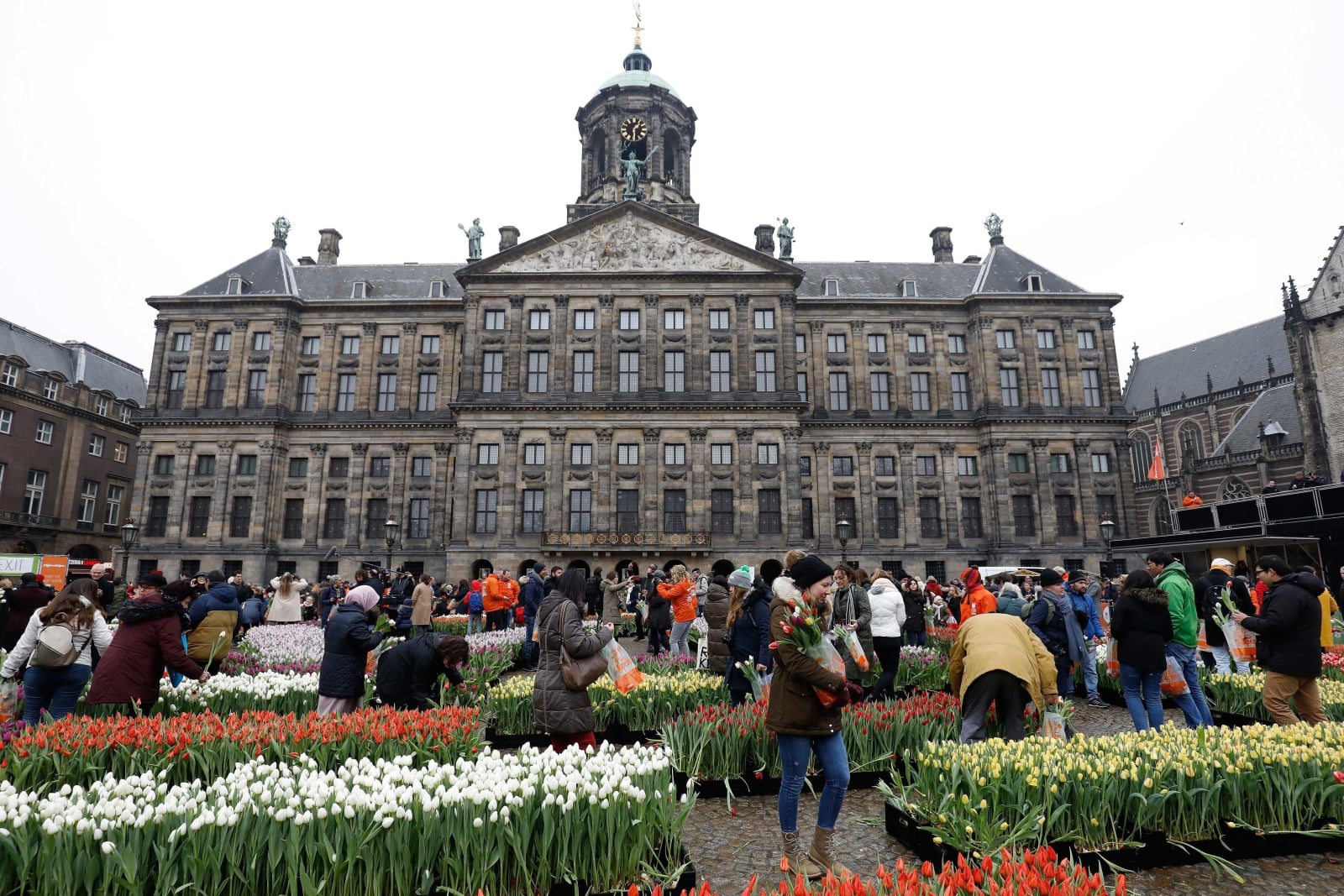 Narodowy Dzień Tulipana w Holandii   EPA/BAS CZERWINSKI 