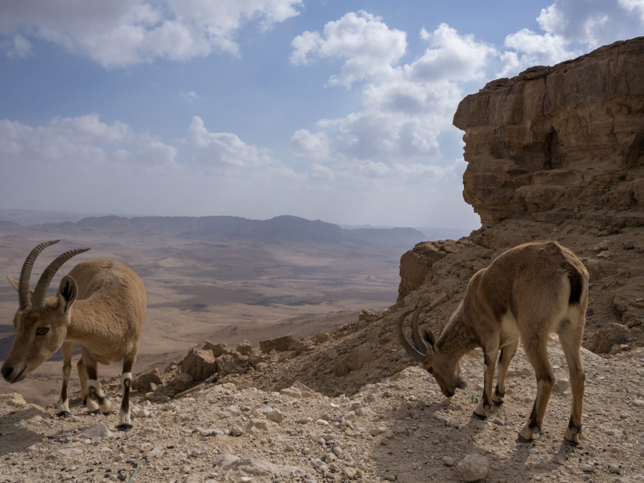 Izrael: koziorożec (Capra nubiana) żeruje nad kraterem Mitzpe Ramon na pustyni Negew, fot: Jim Hollander, PAP/EPA 