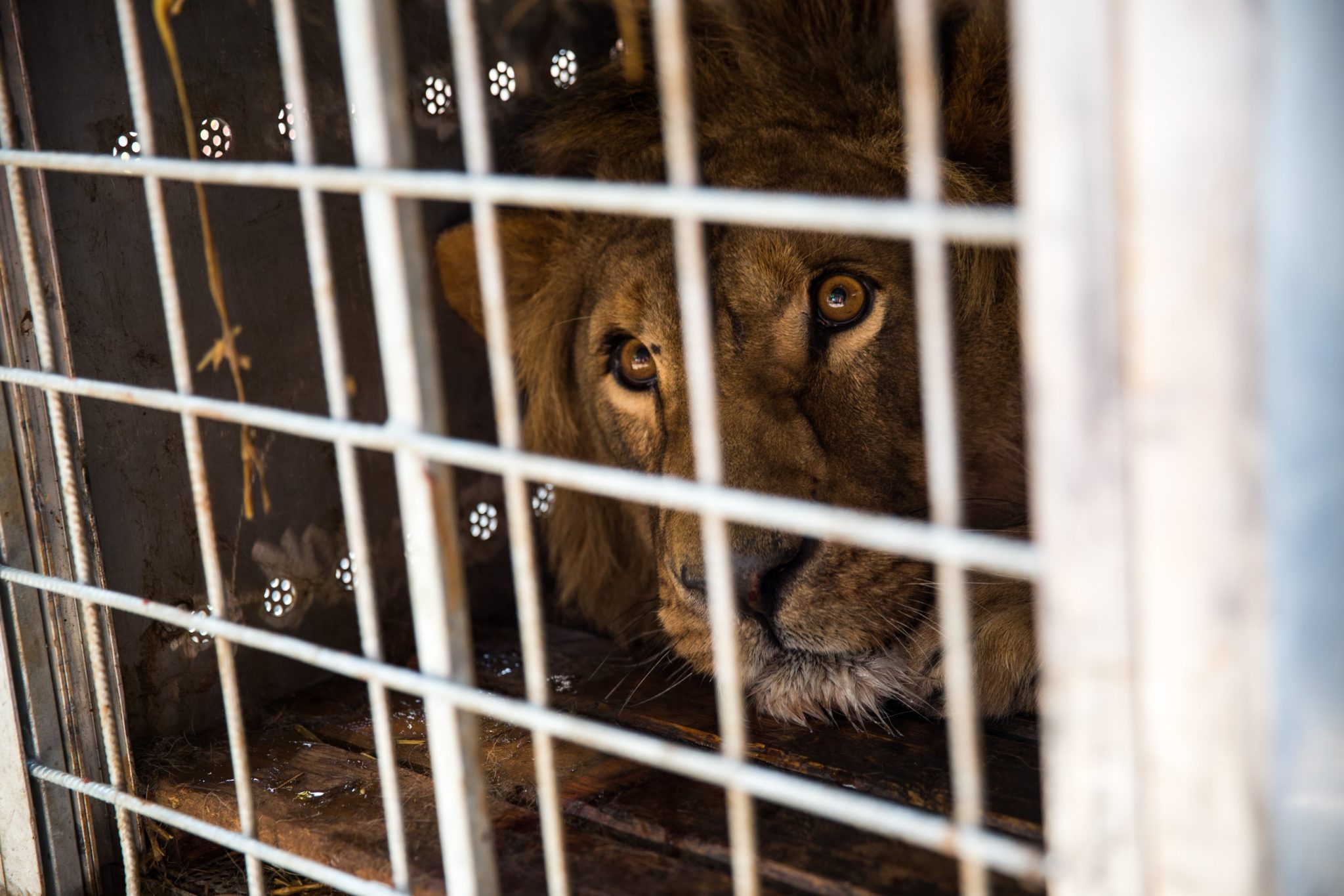 Johannesburg, RPA: lew uratowany z transportu, fot: PAP/EPA 