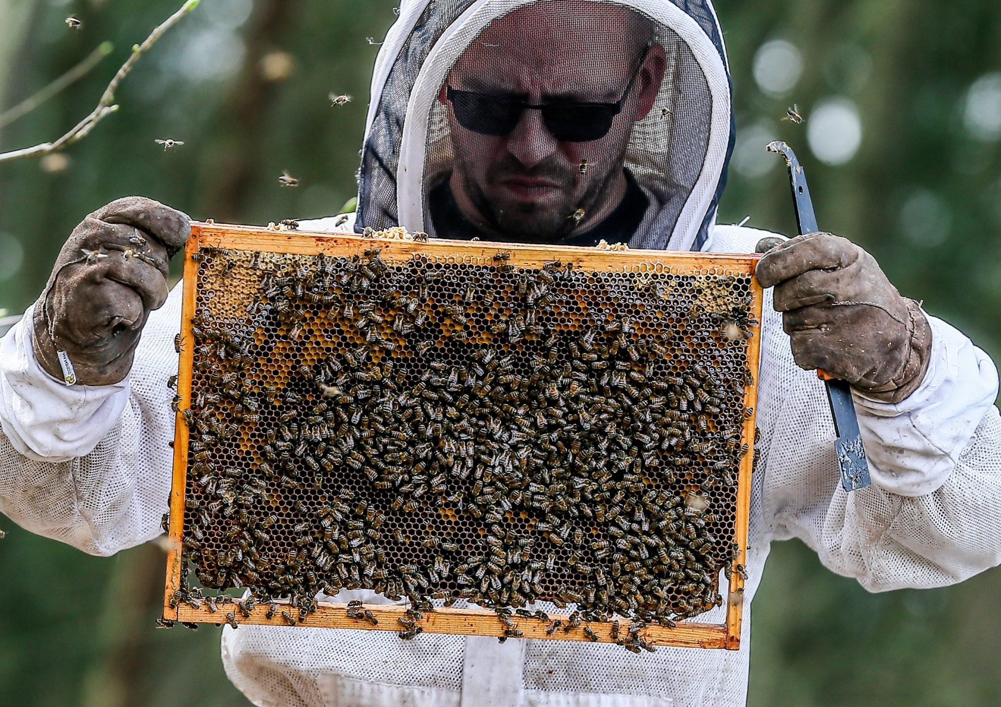 Belgia: pszczelarz przy racy, fot: Stephanie Lecocq, PAP/EPA 