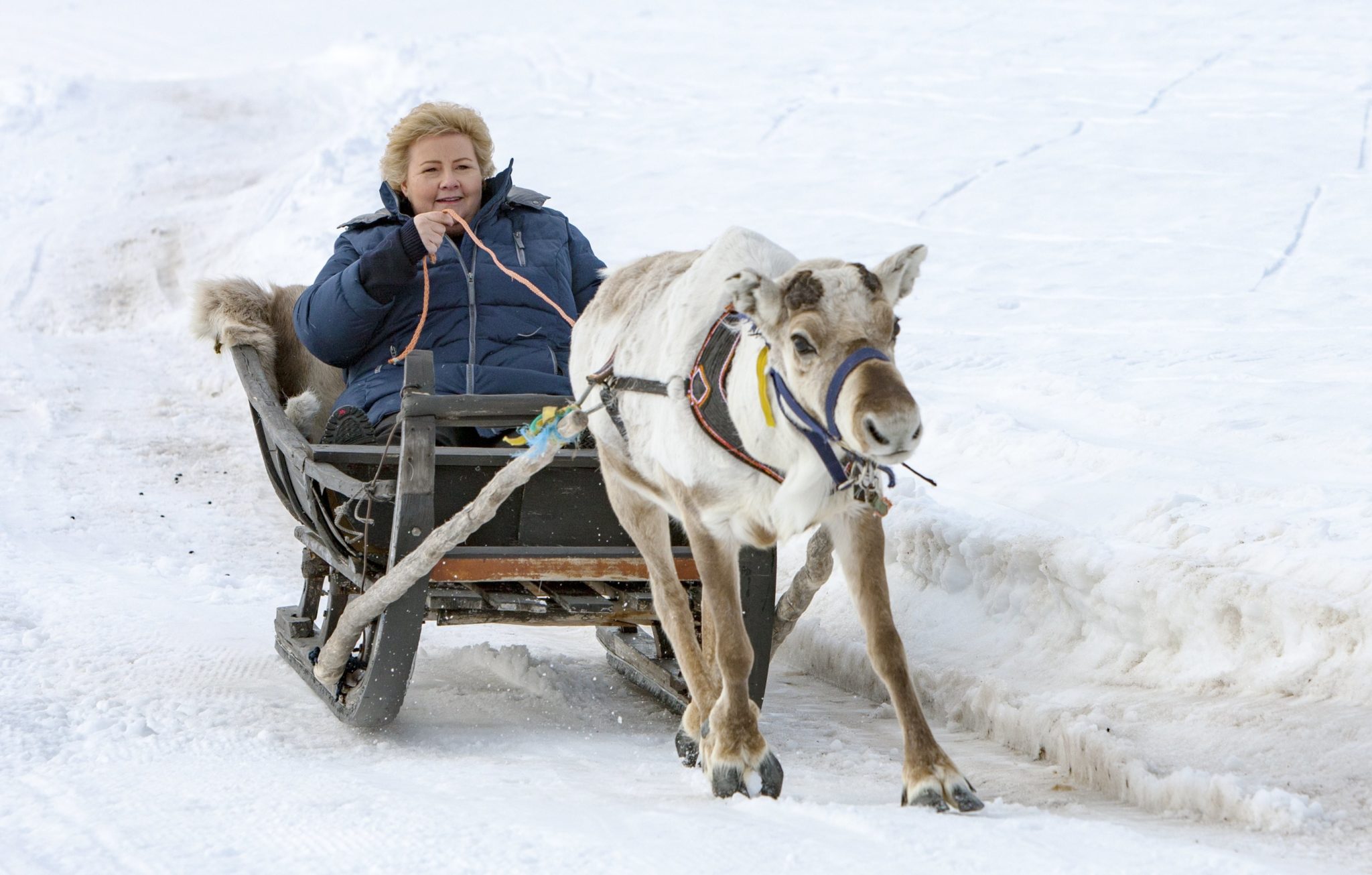 Norwegia: premier Erna Solberg jeździ na saniach prowadzonych przez renifery, odwiedziła hodowlę reniferów w hrabstwie Finnmark w północnej części kraju, fot: Alf Ove Hansen, PAP/EPA 