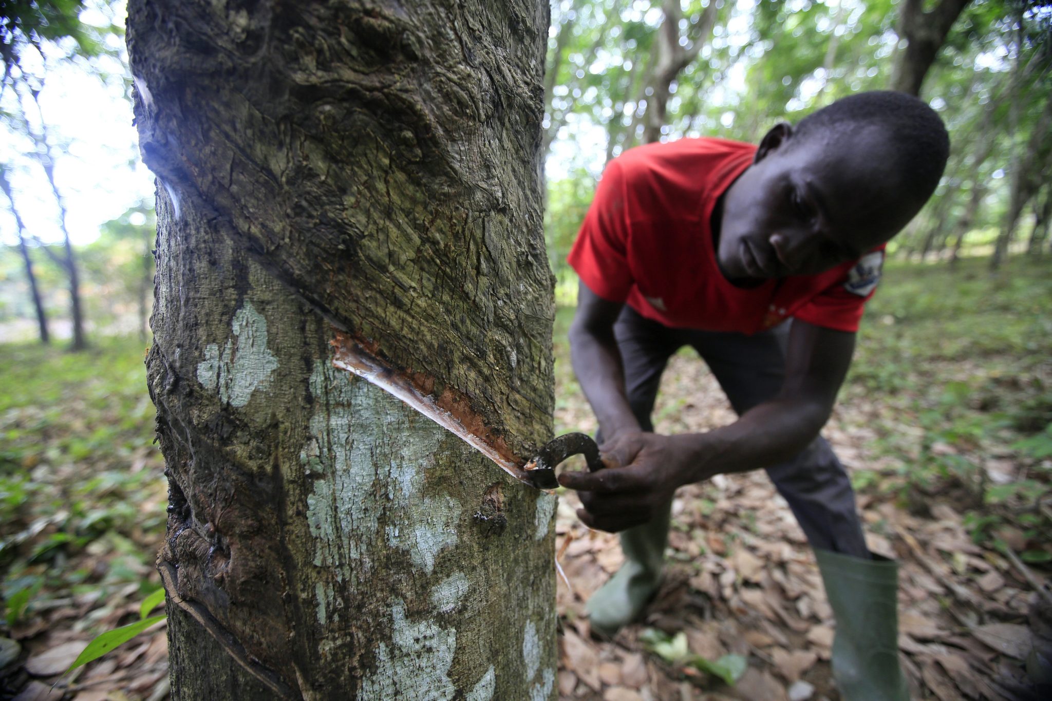 Wybrzeże Kości Słoniowej: prace na plantacji kauczku, okolice Abidżanu. Wybrzeże Kości Słoniowej ma 570,080 hektarów plantacji kauczuku. Ten kraj jest pod tym względem liderem w Afryce, fot: Legnan Koula, PAP/EPA 