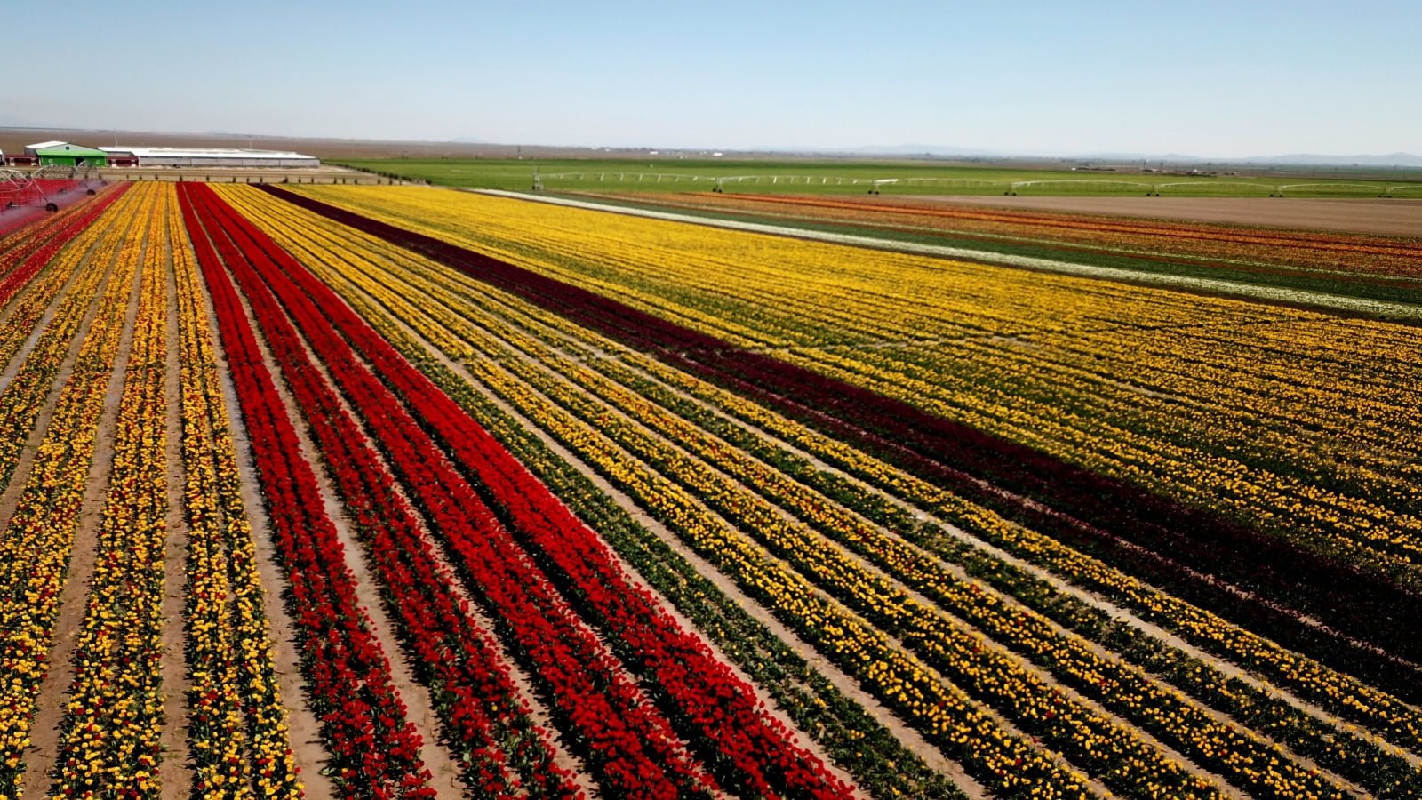 Pola tulipanów w Turcji   EPA/TOLGA BOZOGLU 