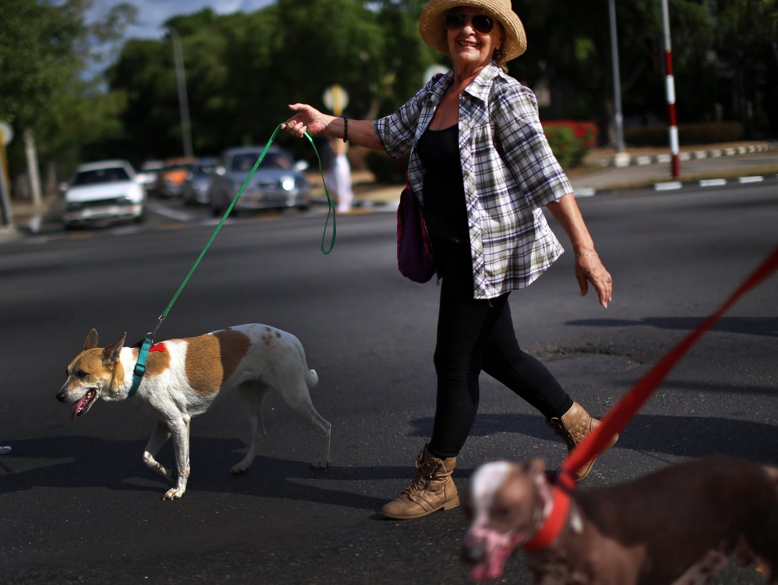 Marsz psów w Havanie, Kuba.