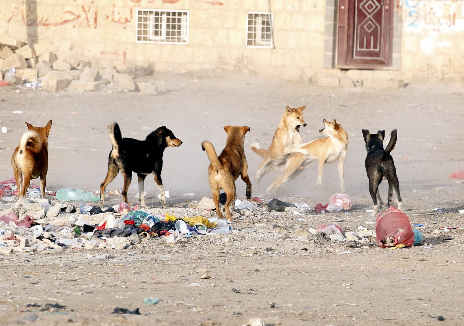 Grupa bezpańskich psów w mieście Sanaâa w Jemenie.