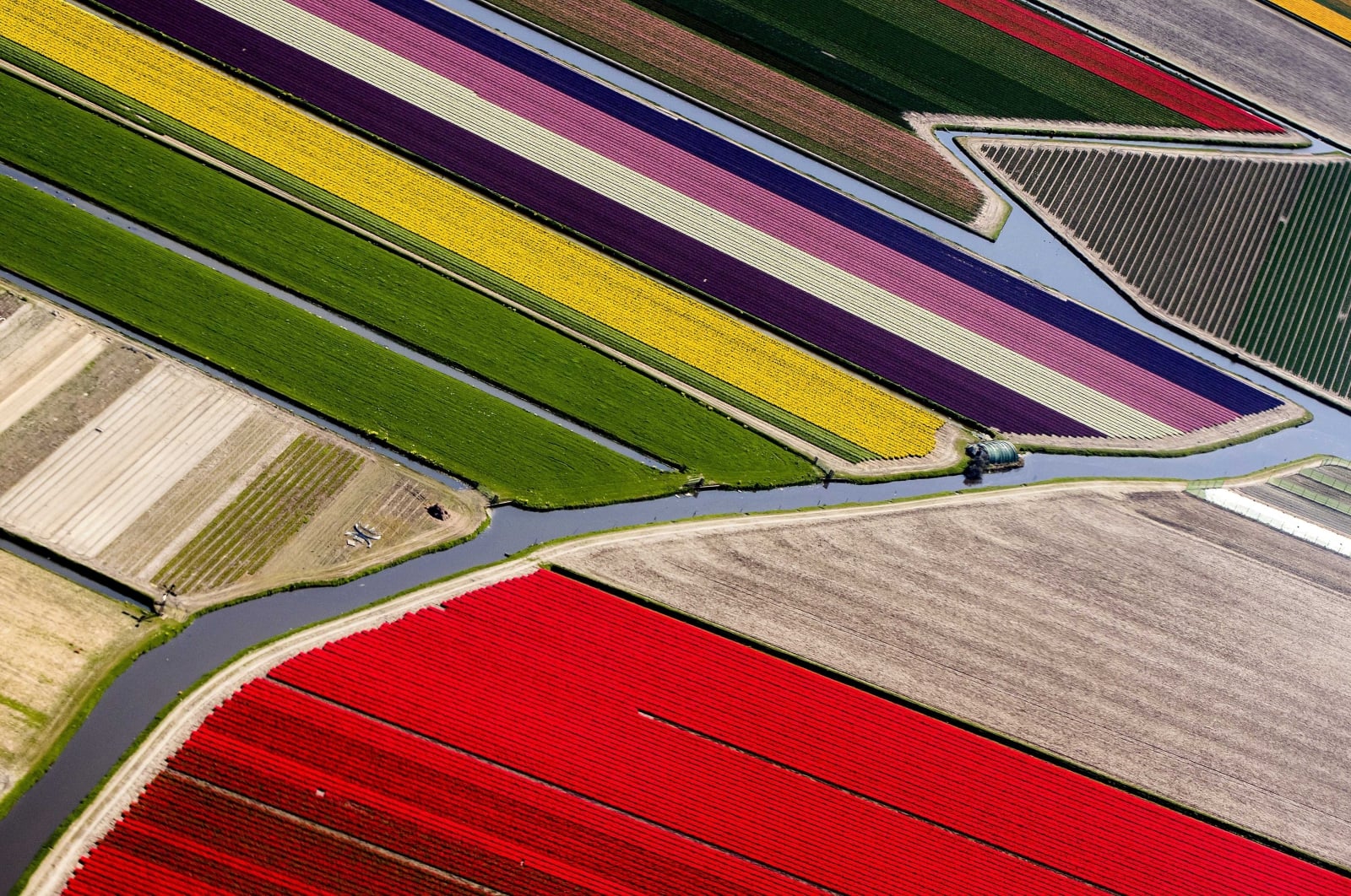 Pola kwiatowe w Holandii fot. EPA/KOEN VAN WEEL 
