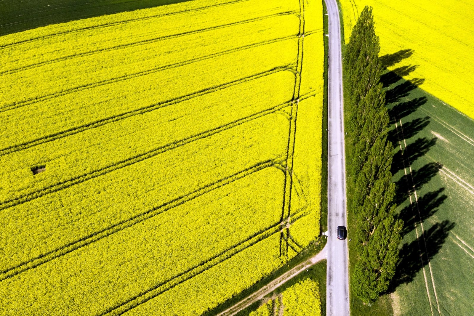 epa06696510 An aerial view taken with a drone shows a car drives on the road next to poplars and rapeseed field with bright-yellow flowers during a sunny and warm weather spring day, in Daillens, Switzerland, 27 April 2018.  EPA/LAURENT GILLIERON 
Dostawca: PAP/EPA.