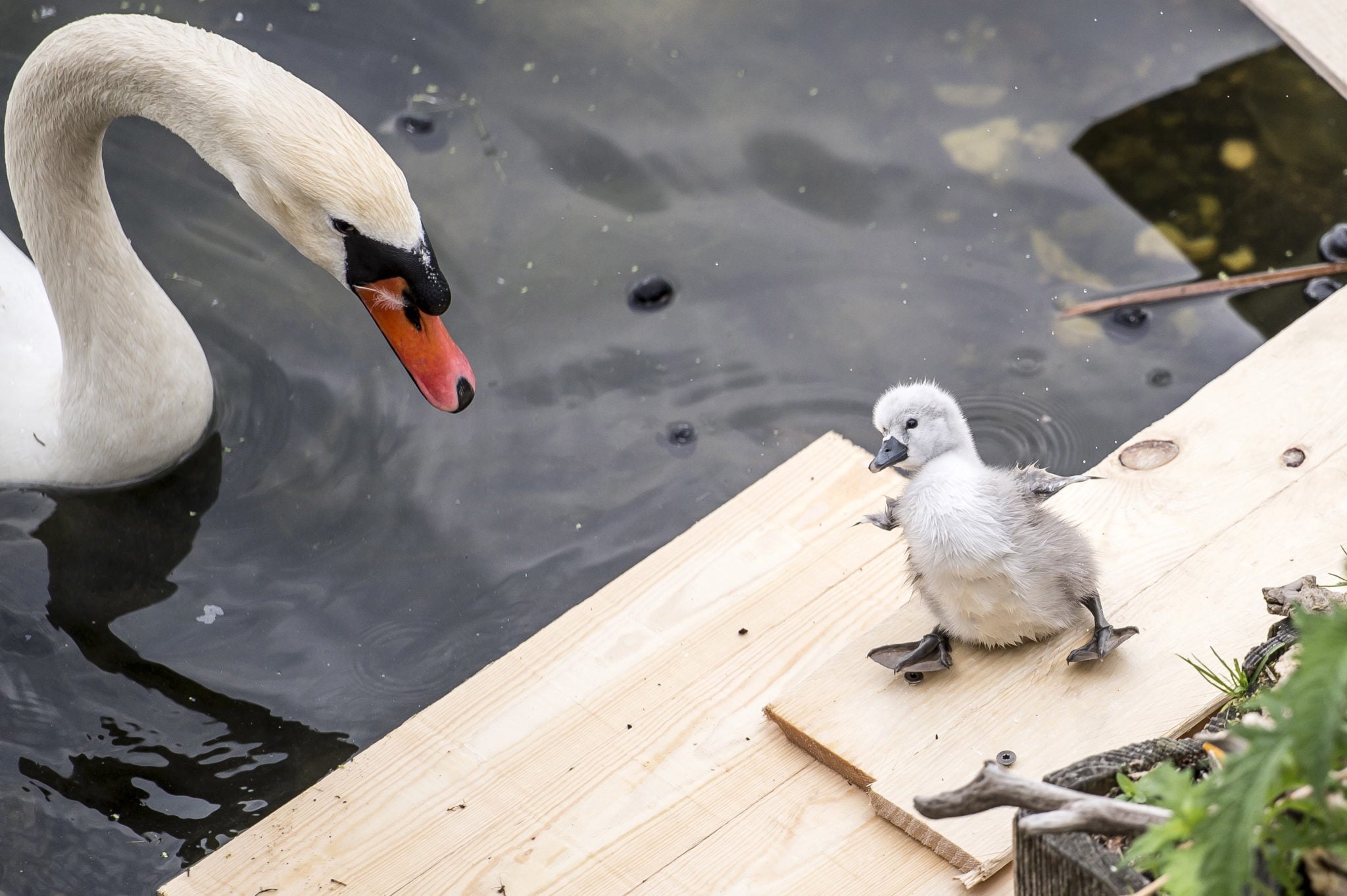 Dania: łabędź i inne ptaki w jeziorze koło mostu Królowej Luizy w Kopenhadze. Gniazdo zostało częściowo zrobione ze śmieci z jeziora, teraz jaja się wykluły, a małe cygnetki wkrótce będą łabędziami, fot: Mads Claus Rasmussen, PAP/EPA 