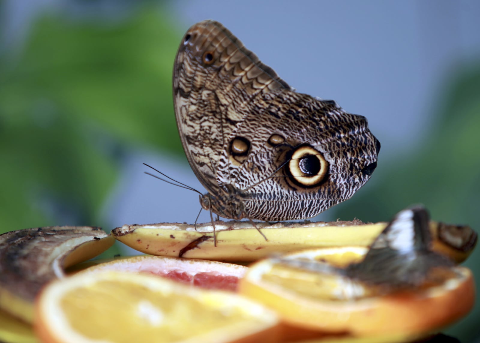 Motyl Caligo Memnon w Ogrodzie Motyli w Tarvete, Litwa.