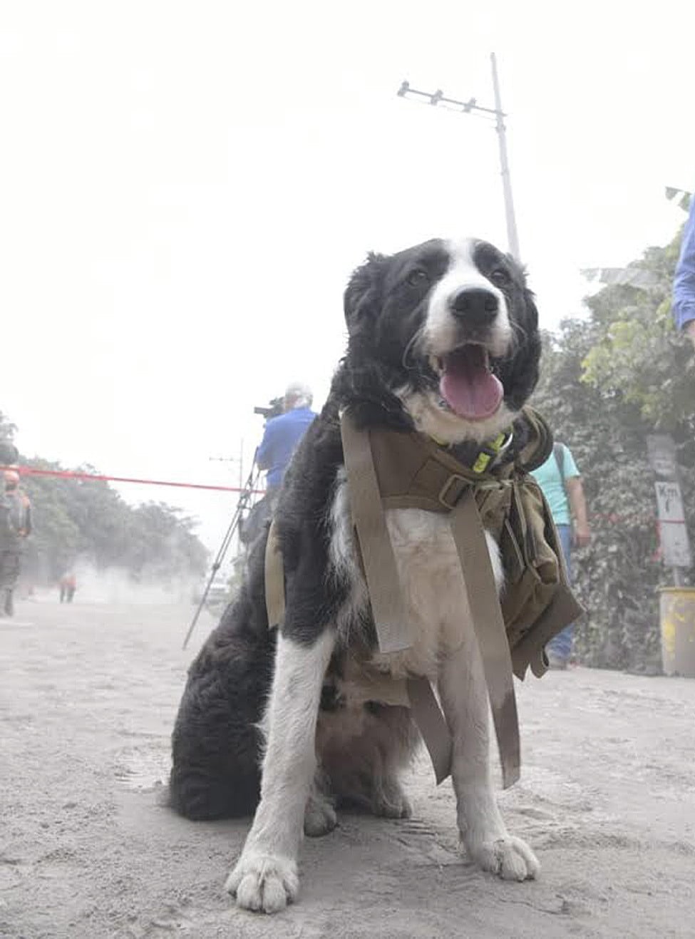 Gwatemala: pies ratowniczy czeka na znak do pracy, na dostęp do obszaru, w którym ratownicy kontynuują poszukiwania ocalałych w El Rodeo, fot: Rodrigo Pardo, PAP/EPA 