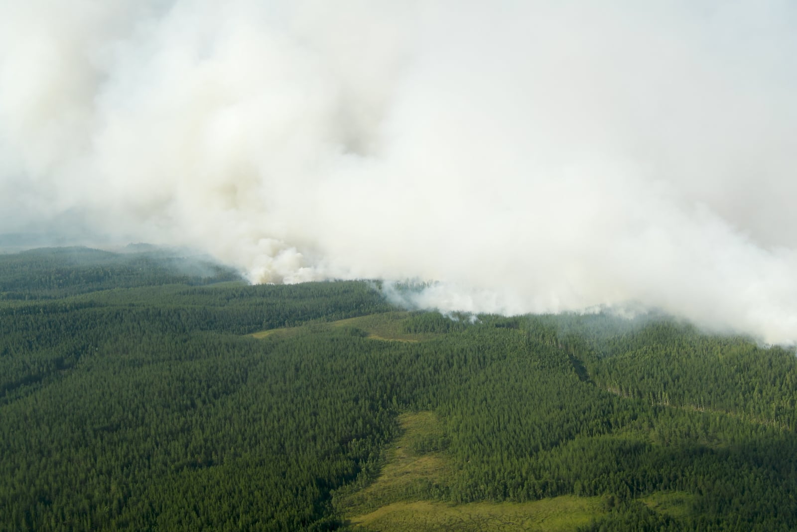 Pożar lasów w Szwecji  EPA/Maja Suslin  